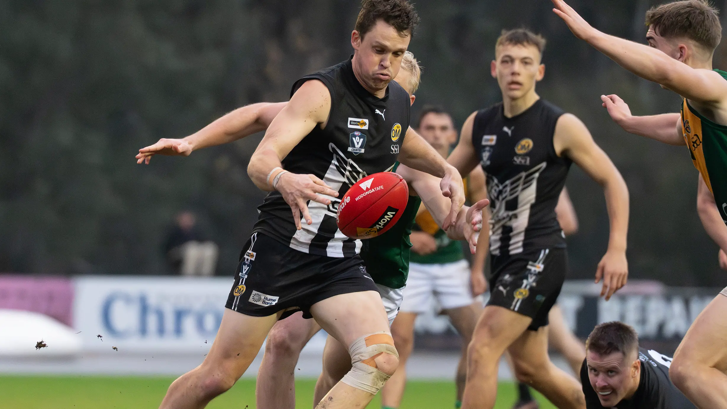 Magpie defence reloads for potent Pigeons