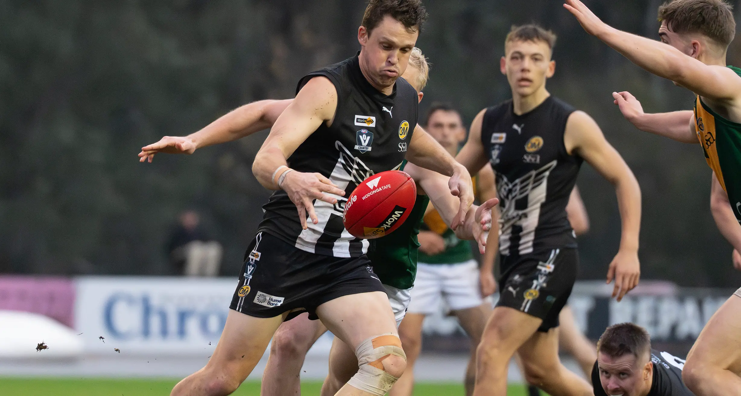Magpie defence reloads for potent Pigeons