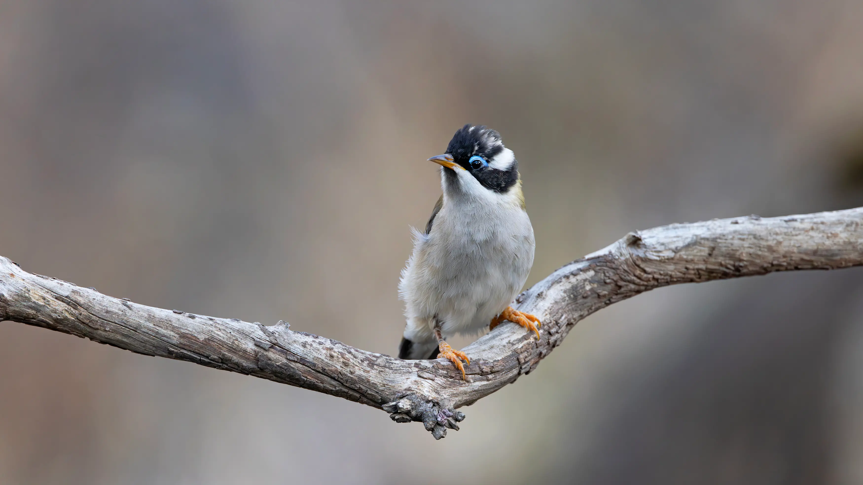 Black-chinned Honeyeater