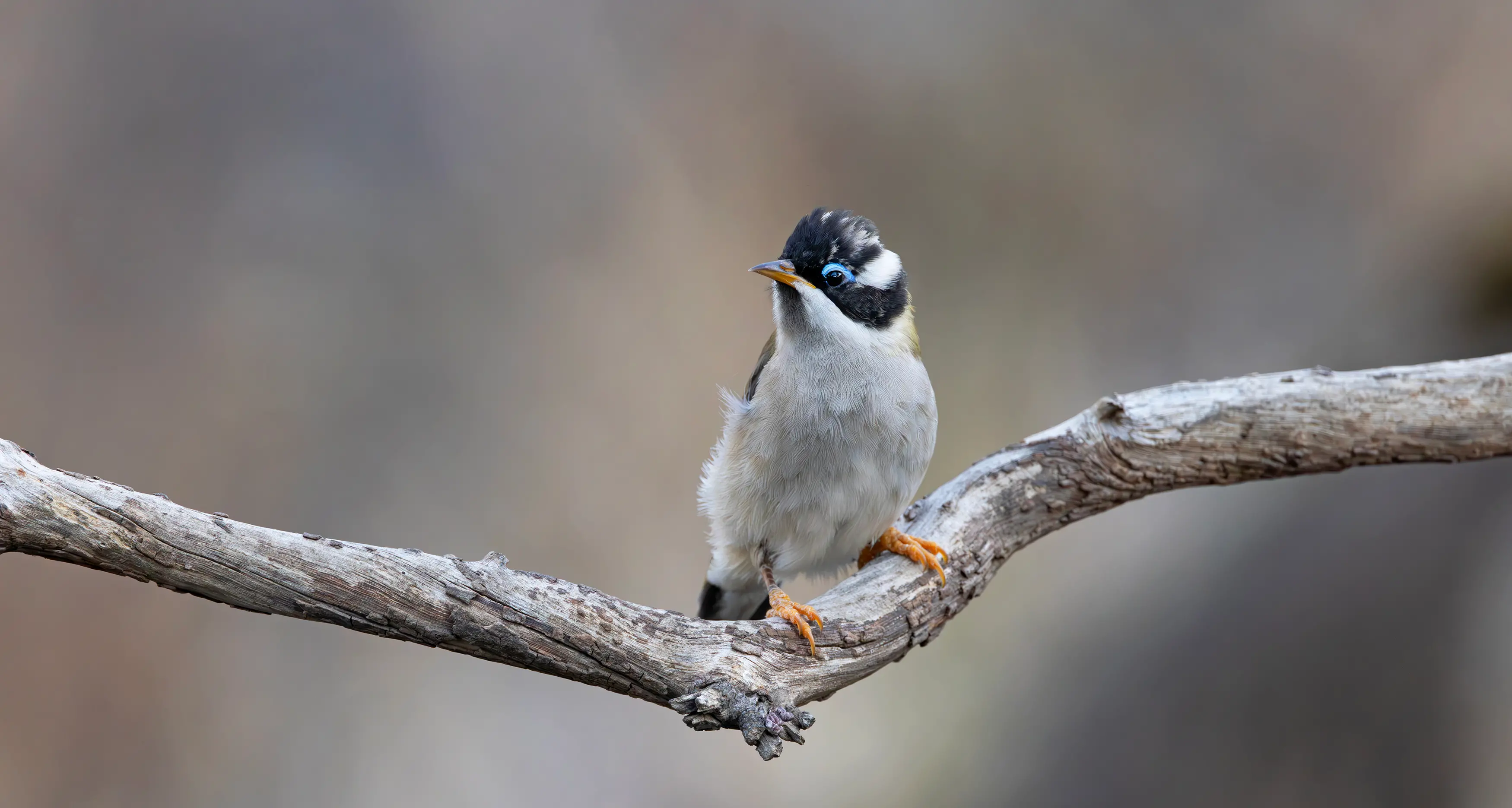 Black-chinned Honeyeater
