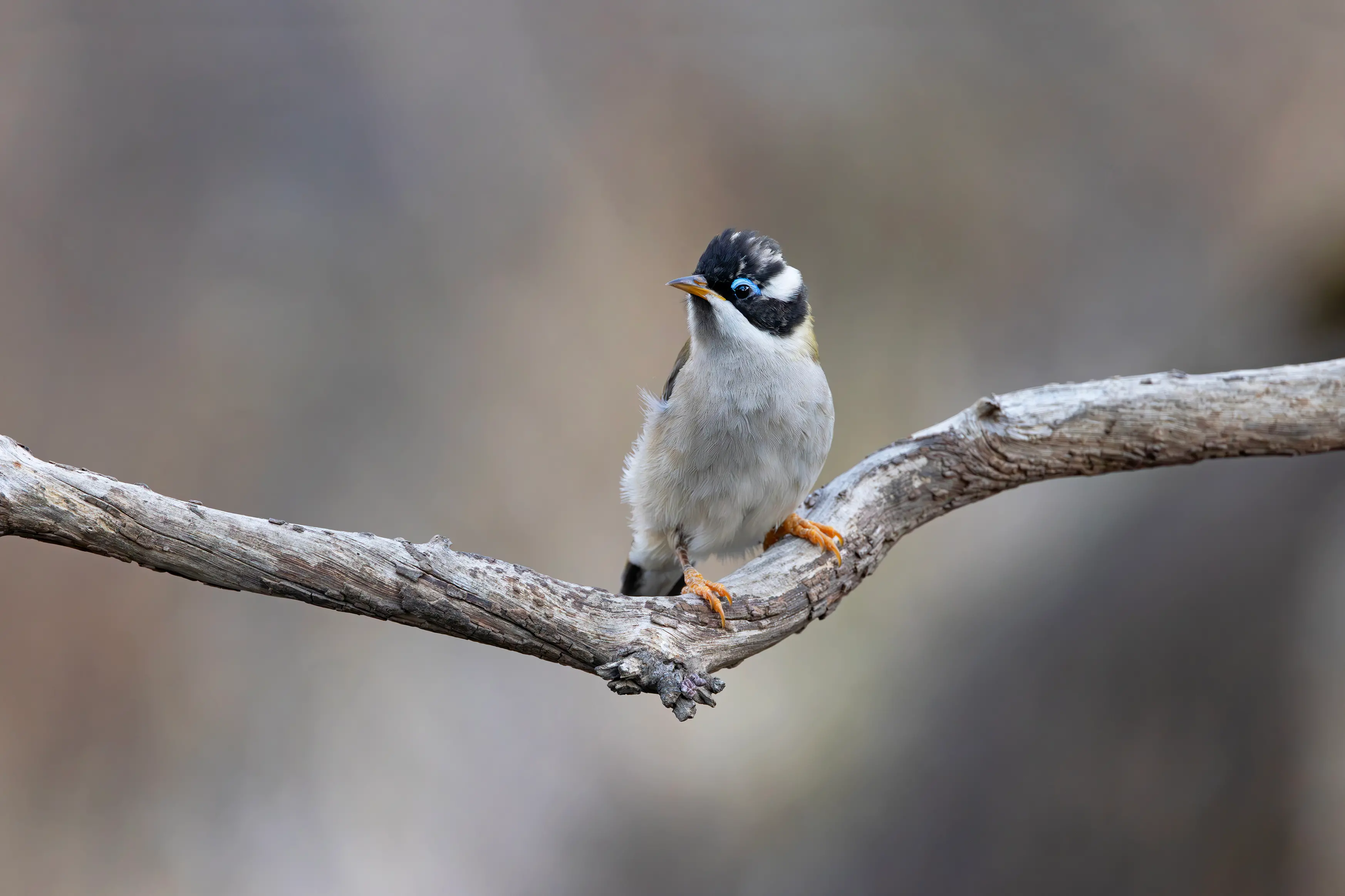 <p>UNMISTAKABLE: Despite being a youngster, this Black-chinned Honeyeater still shows off the diagnostic blue eye-brow and orange legs that help distinguish it from other similar honeyeaters. PHOTO: Chris Tzaros (Birds Bush and Beyond).</p>\\n