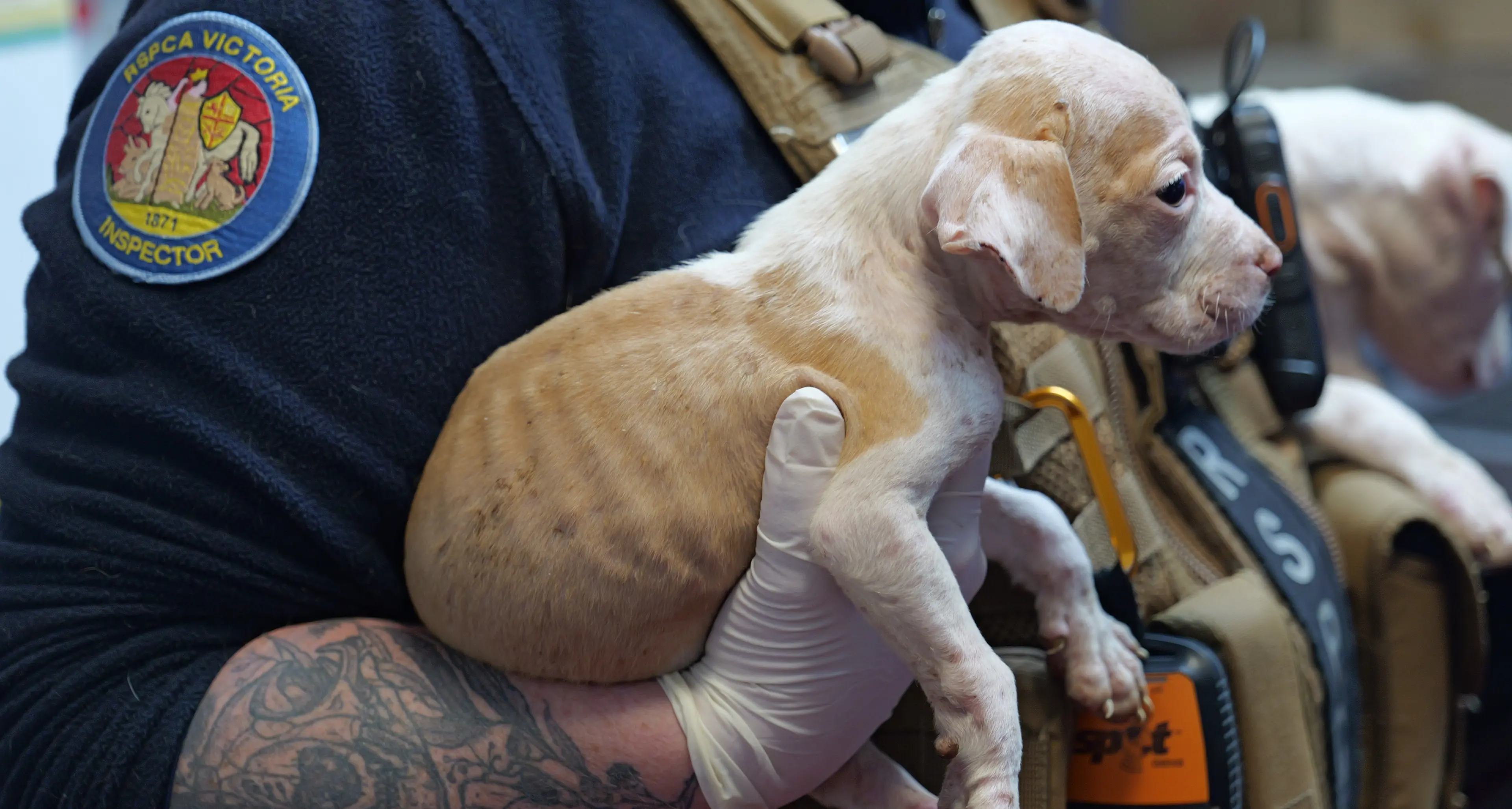 Animal cruelty reports drop in Wangaratta, but local animal rescues rise