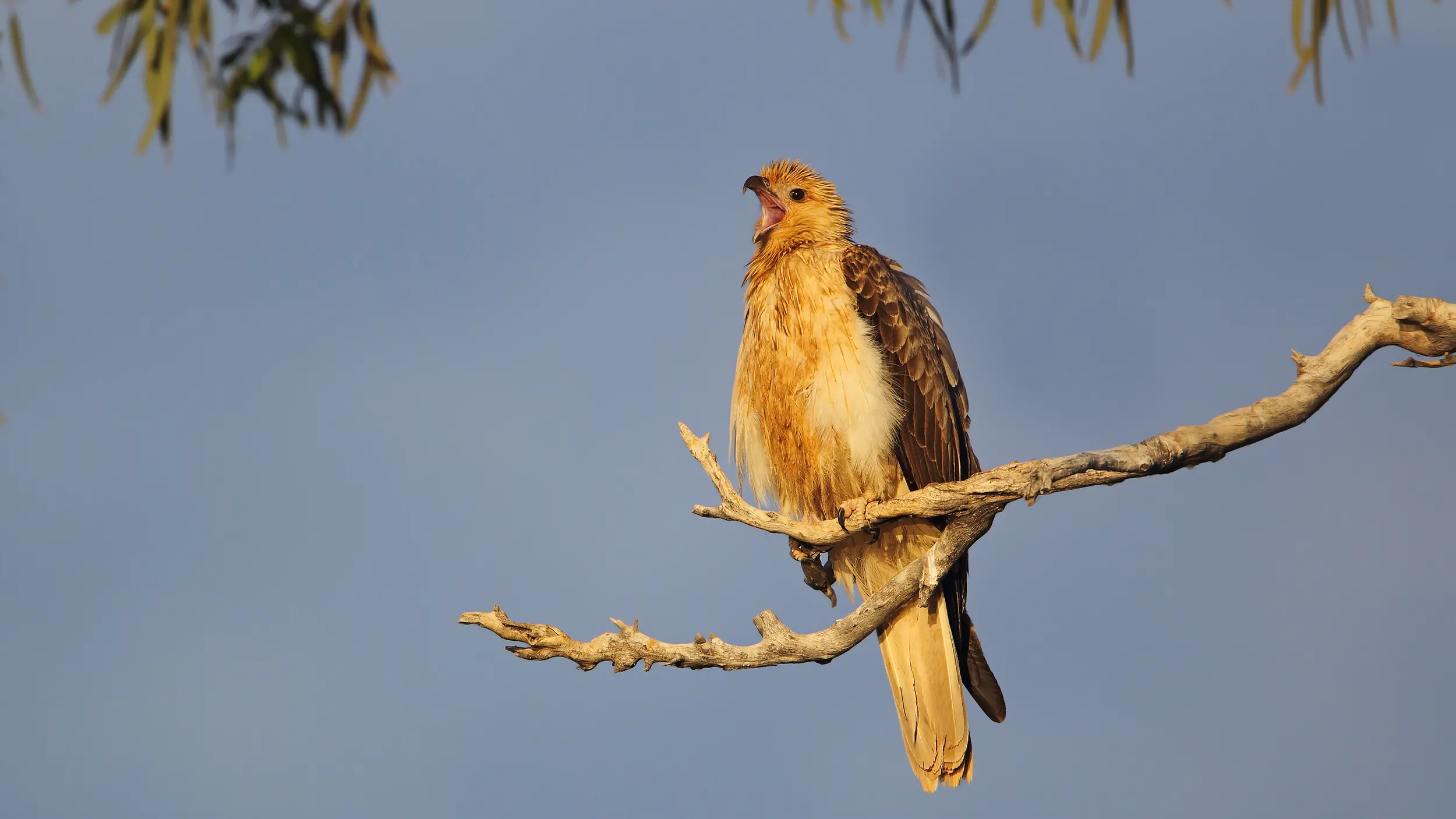 The Whistling Kite