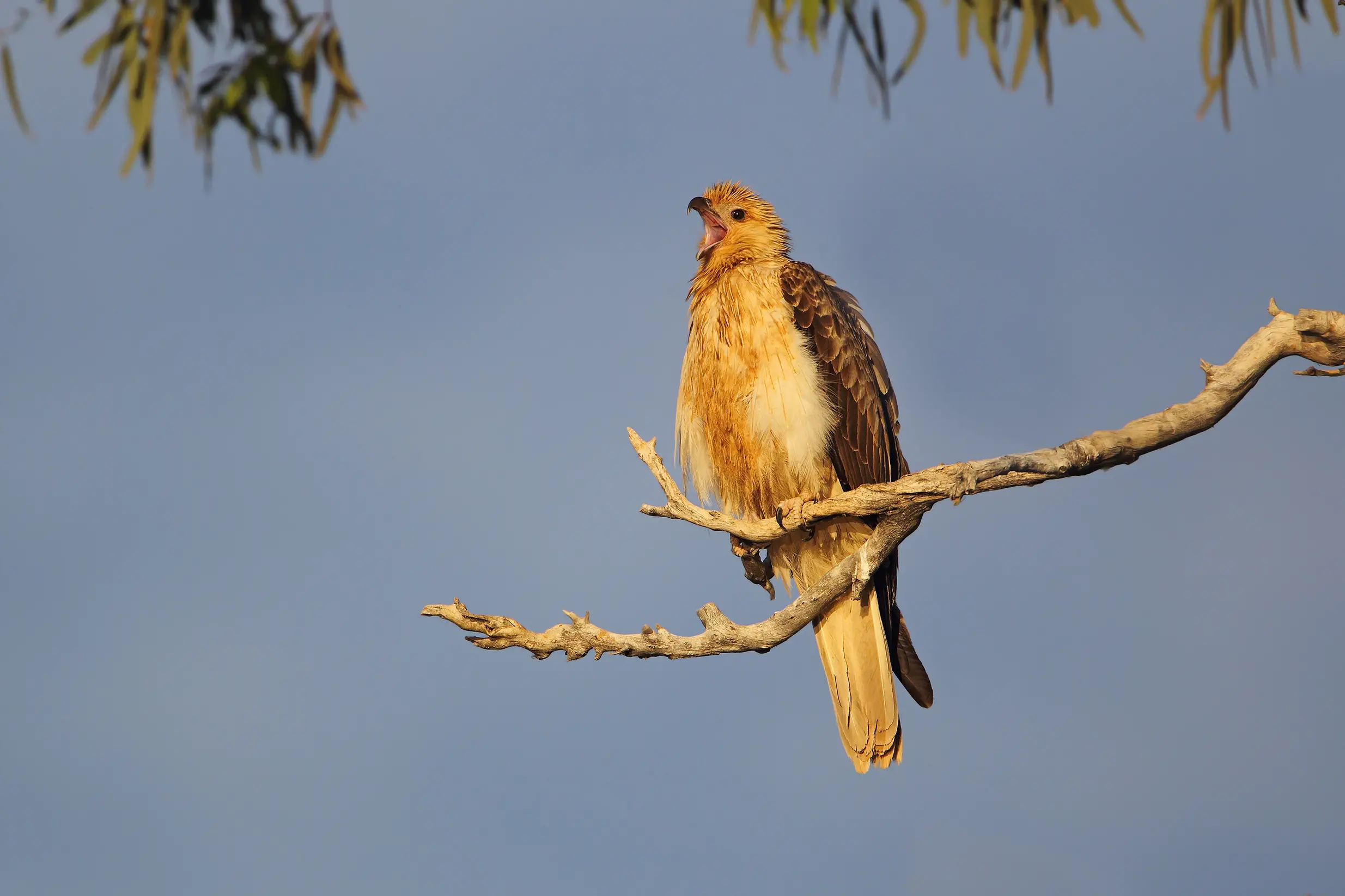 <p>A WHISTLING RAPTOR: a Whistling Kite calling from its perch with its distinctive clear whistle. PHOTO: Chris Tzaros (Birds Bush and Beyond)</p>\\n