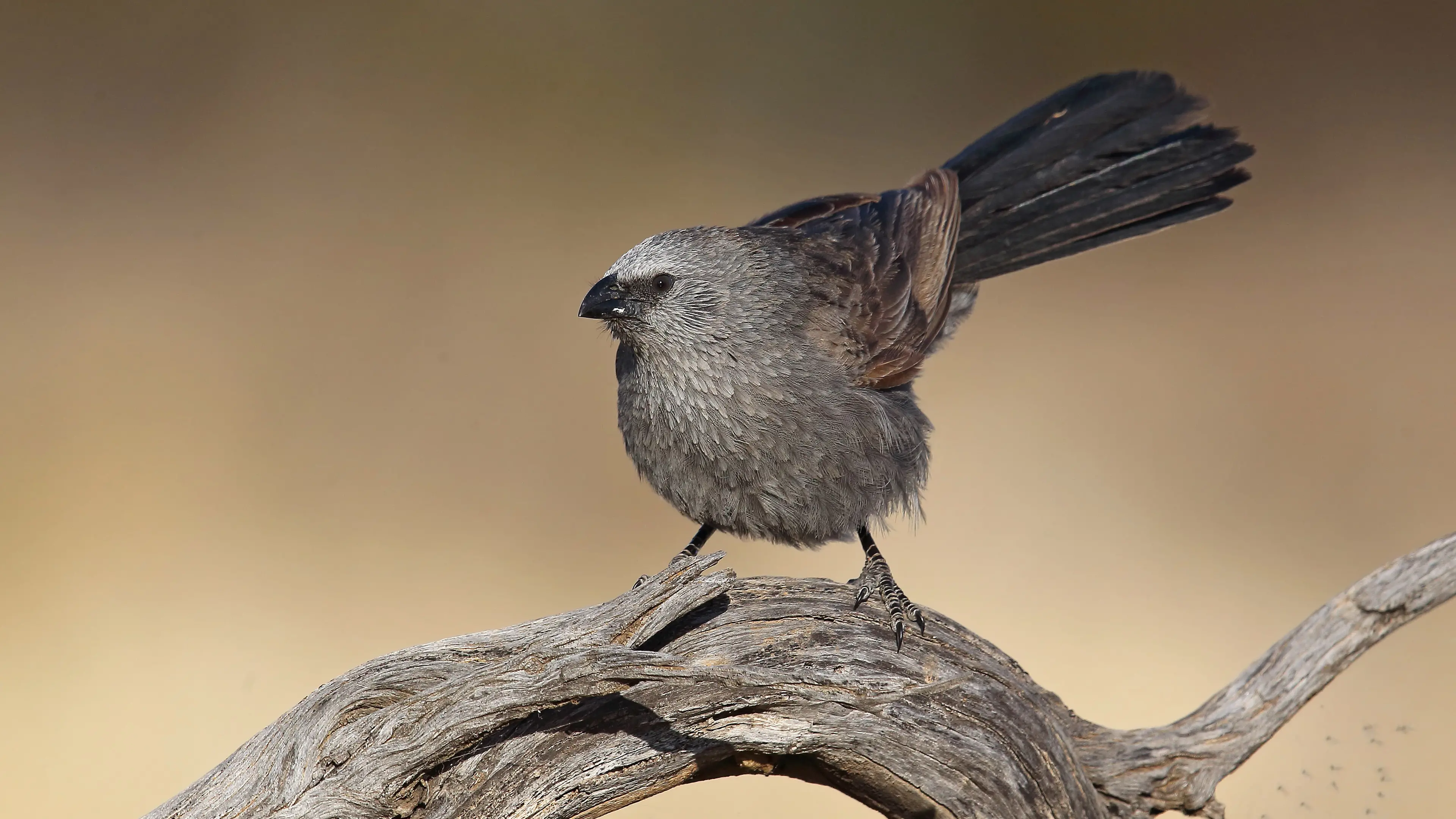 New to the Warbies – the Apostlebird