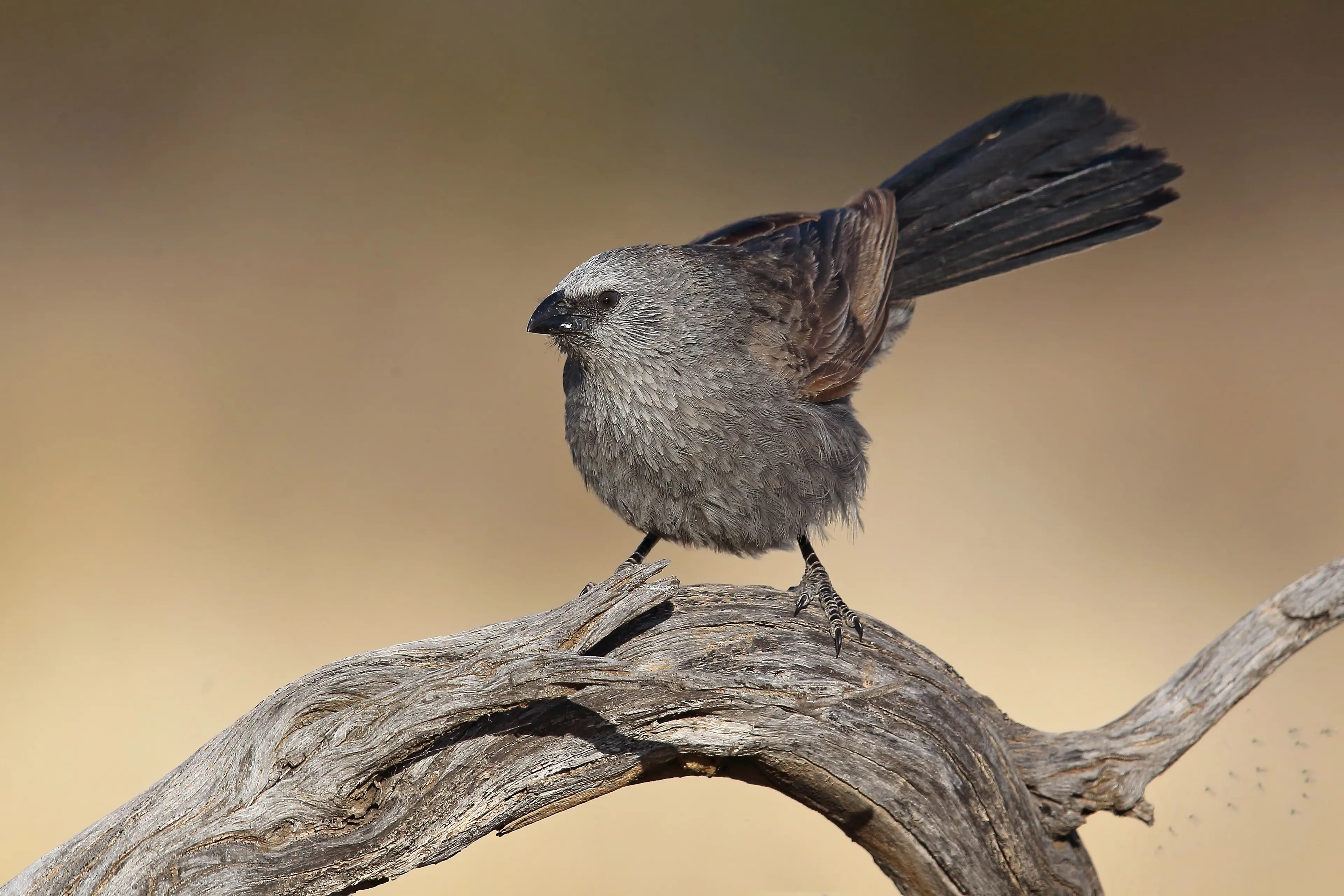 <p>SIGHTED IN WARBIES: Apostlebirds are curious and amicable by nature, often allowing the observer a close approach. PHOTO: Chris Tzaros (Birds Bush and Beyond)</p>\\n