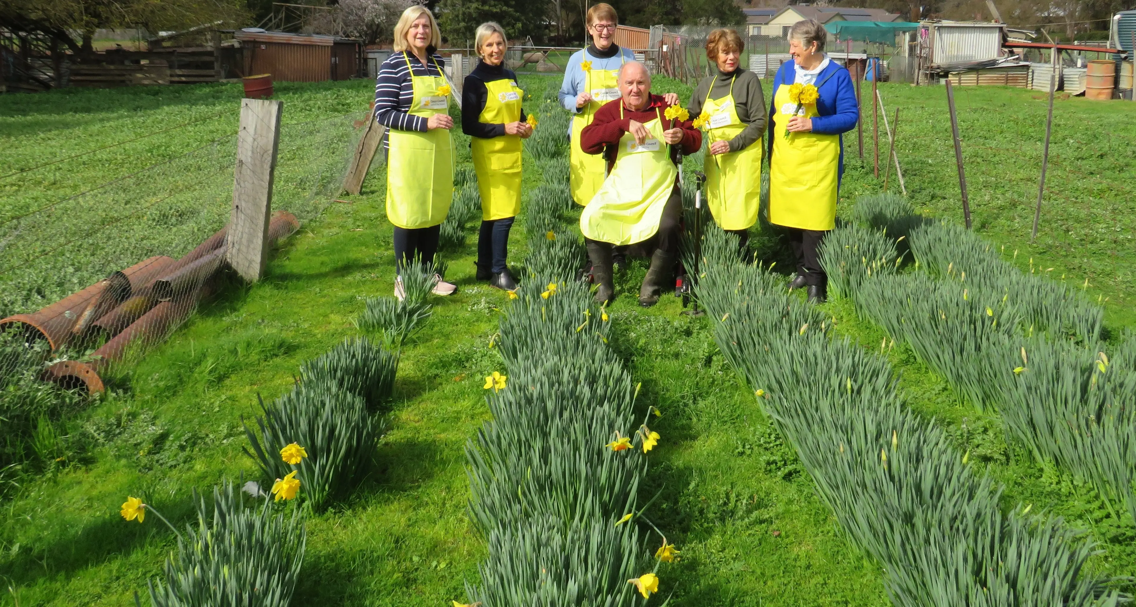 Purchase your daffodils on Friday