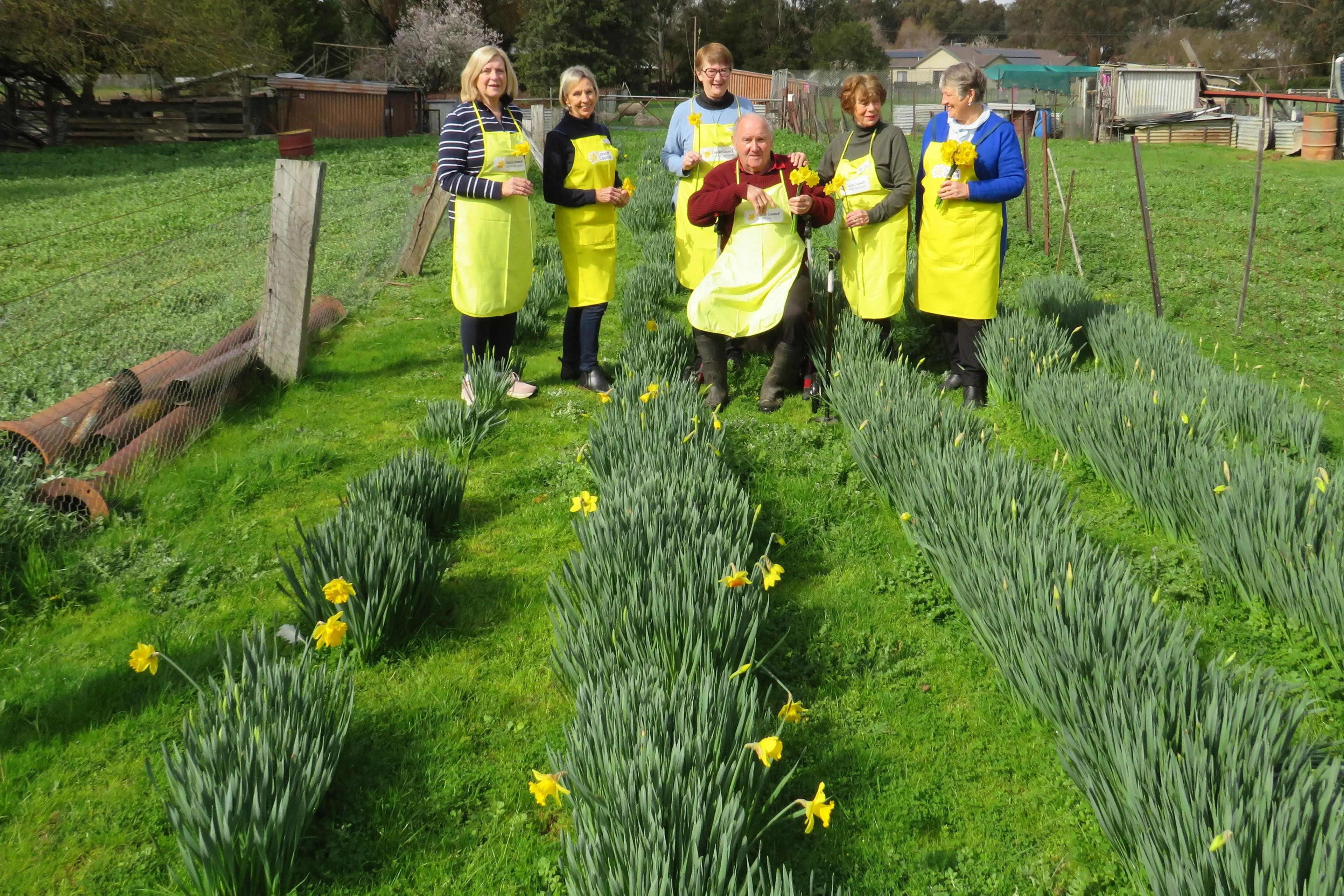 <p>BLOOMING LOVELY: Wangaratta Cancer Council Victoria volunteer group members Heather Champlin, Sally Trenkner, Barb Thomas, Wendy Stephens and Julie Lamond with (front) flower grower Neil Ramsay, will be selling bunches of daffodils for Daffodil Day at the Reid Street Kiosk and in the Post Office Arcade on Friday.  PHOTO: Simone Kerwin</p>\\n