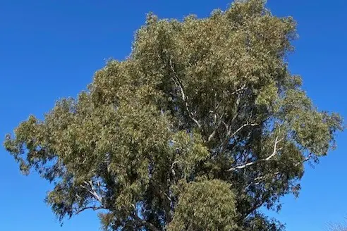 The number one benefit of trees in our local streets