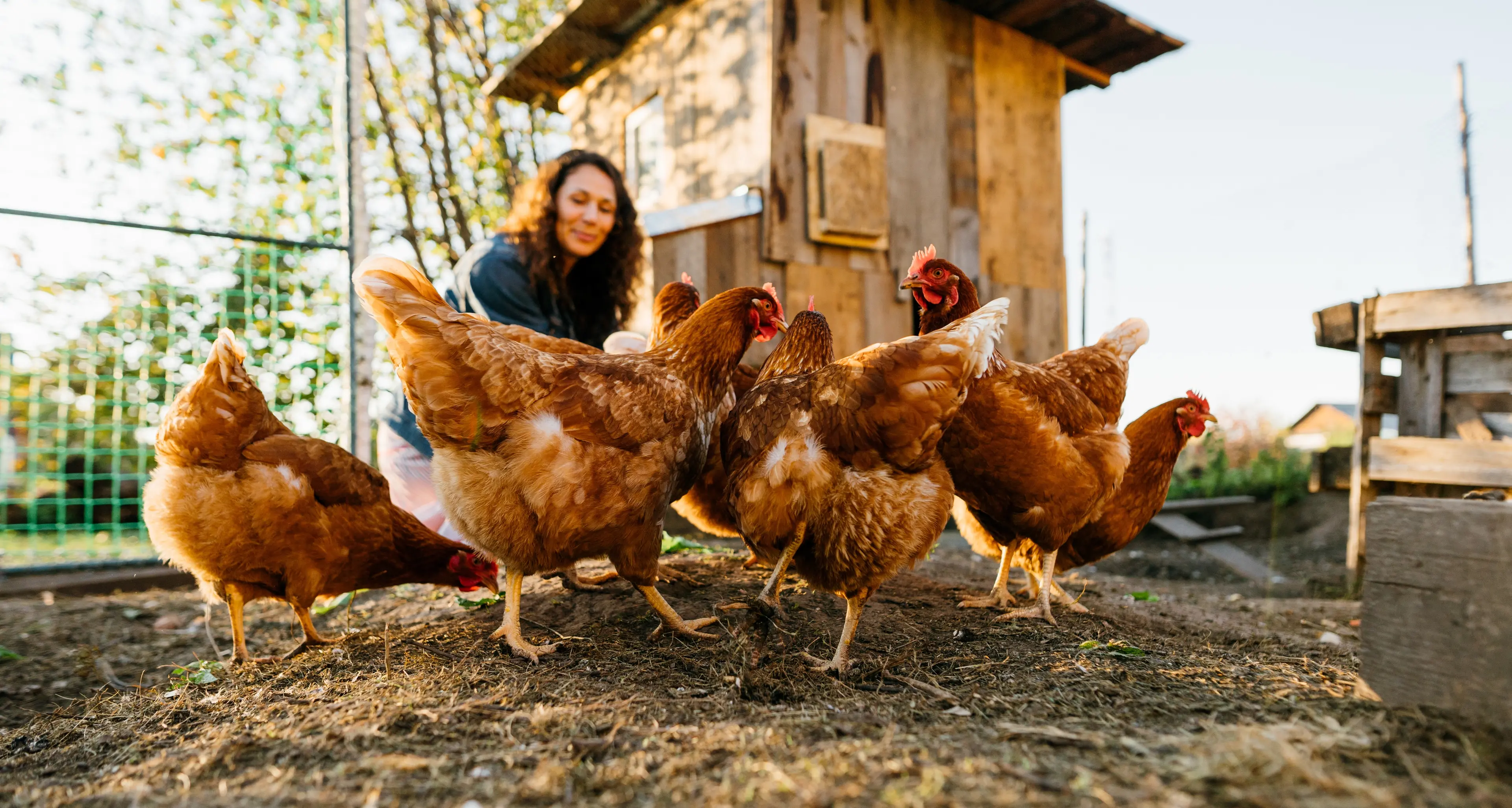 Wangaratta Show's poultry section still on track