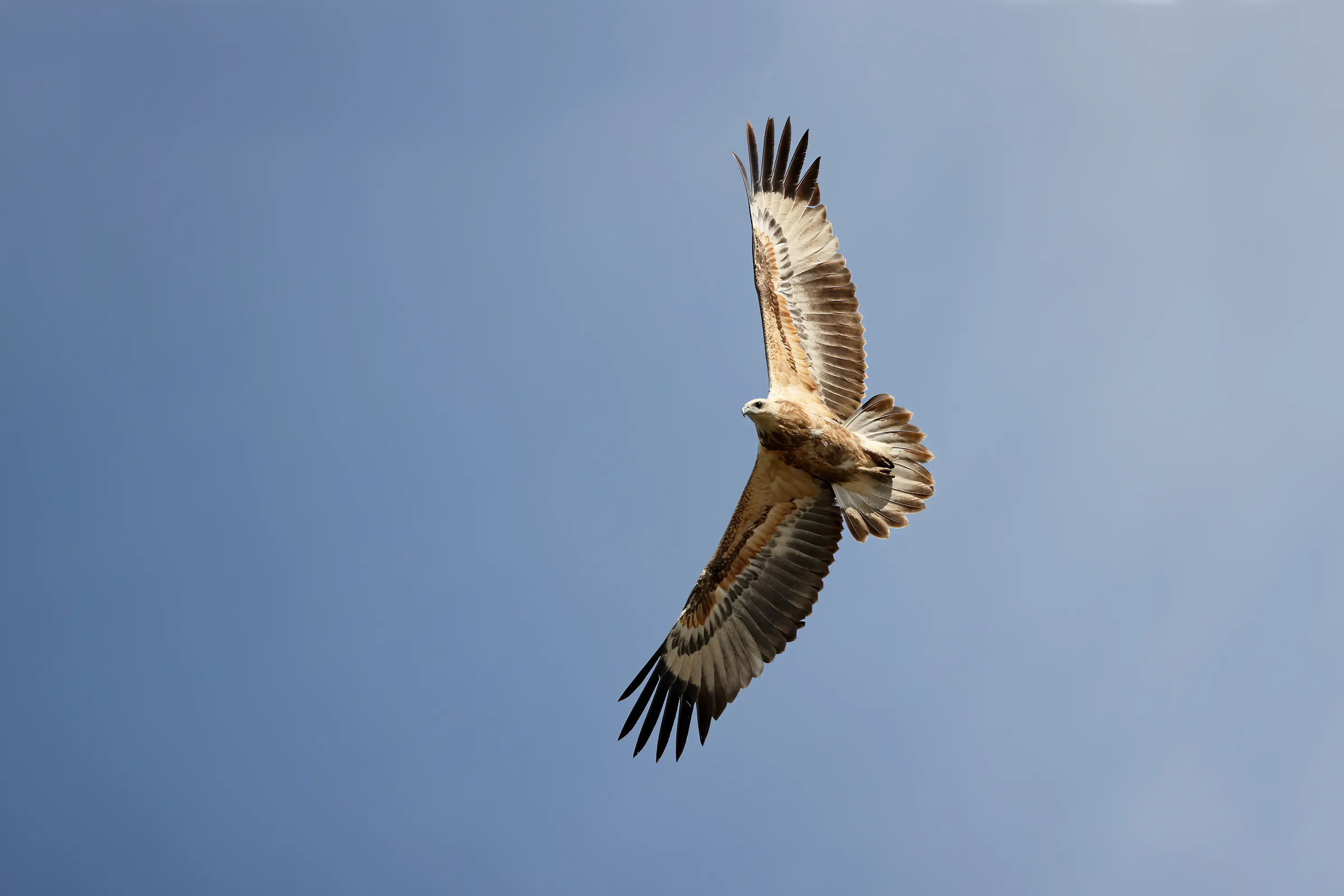 <p>MASTER OF THE SKIES:  A juvenile White-bellied Sea-Eagle circling. PHOTO: Chris Tzaros (Birds Bush and Beyond)</p>\\n