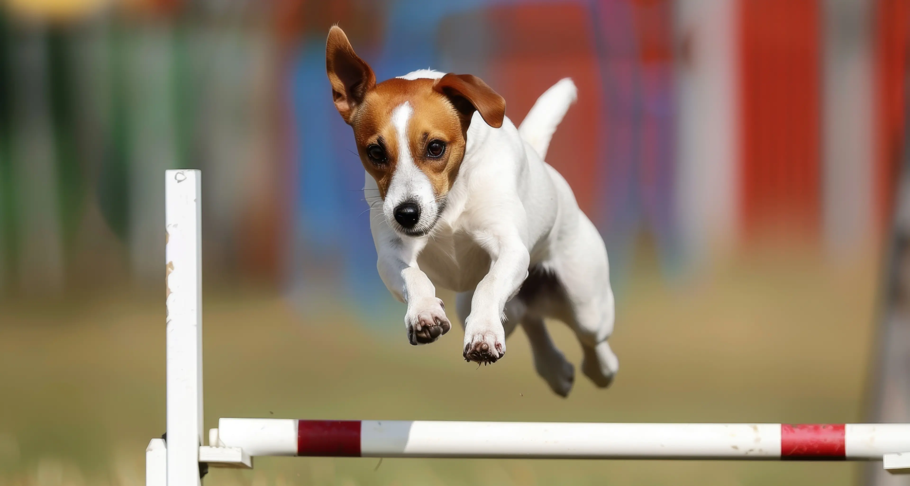 Smart, lively and popular dogs are worth searching for