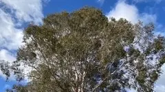 Why tree canopy and urban forests matter in Wangaratta