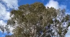 Why tree canopy and urban forests matter in Wangaratta