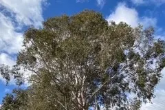 <p>GO LARGE OR GO HOME: Small house lot sizes leads to planting of smaller, thin trees that do nothing to contribute to developing or sustaining a decent urban tree canopy.</p>\\n