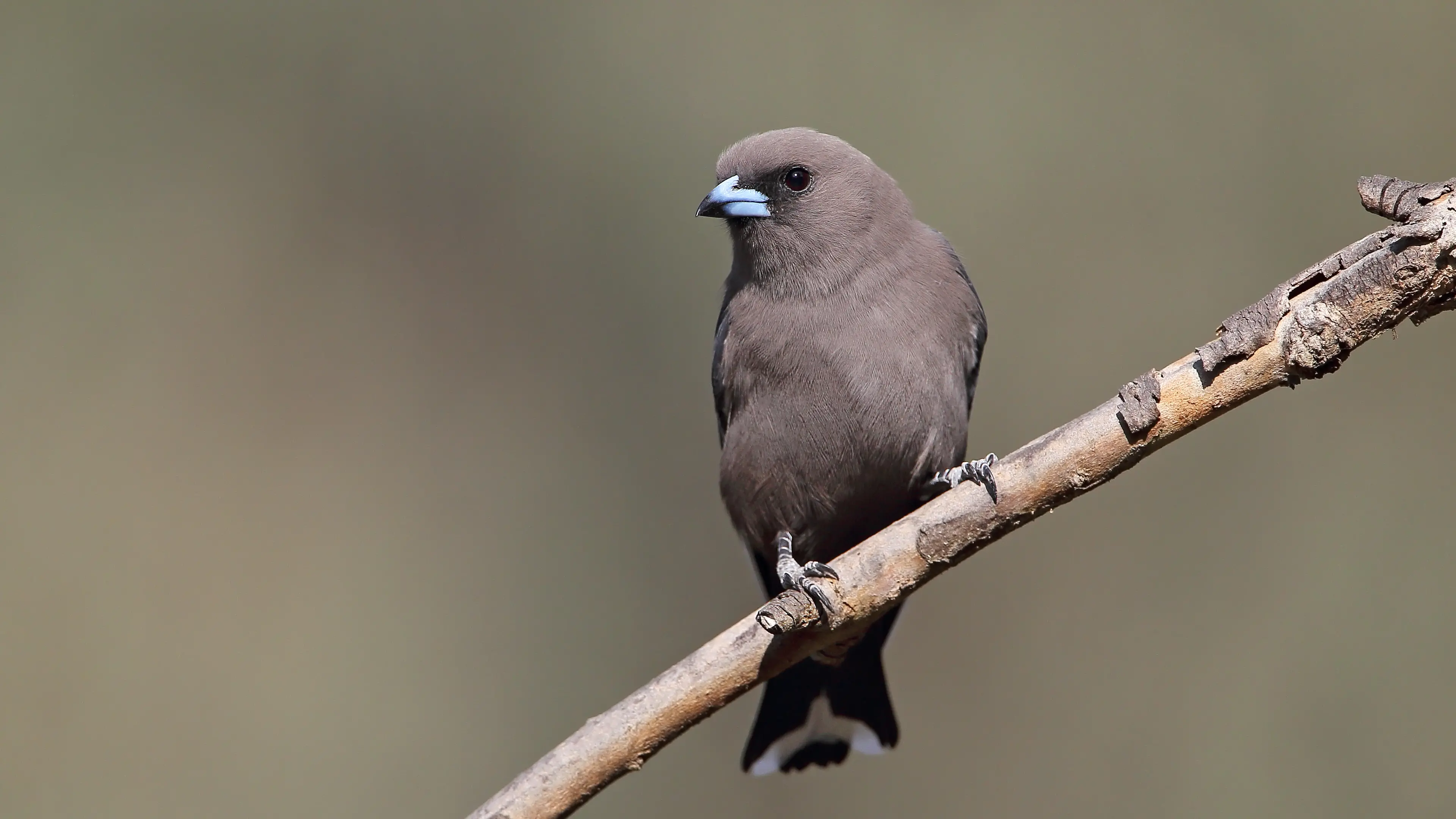 The Dusky Woodswallow – a handsome and chirpy inhabitant of our bushland