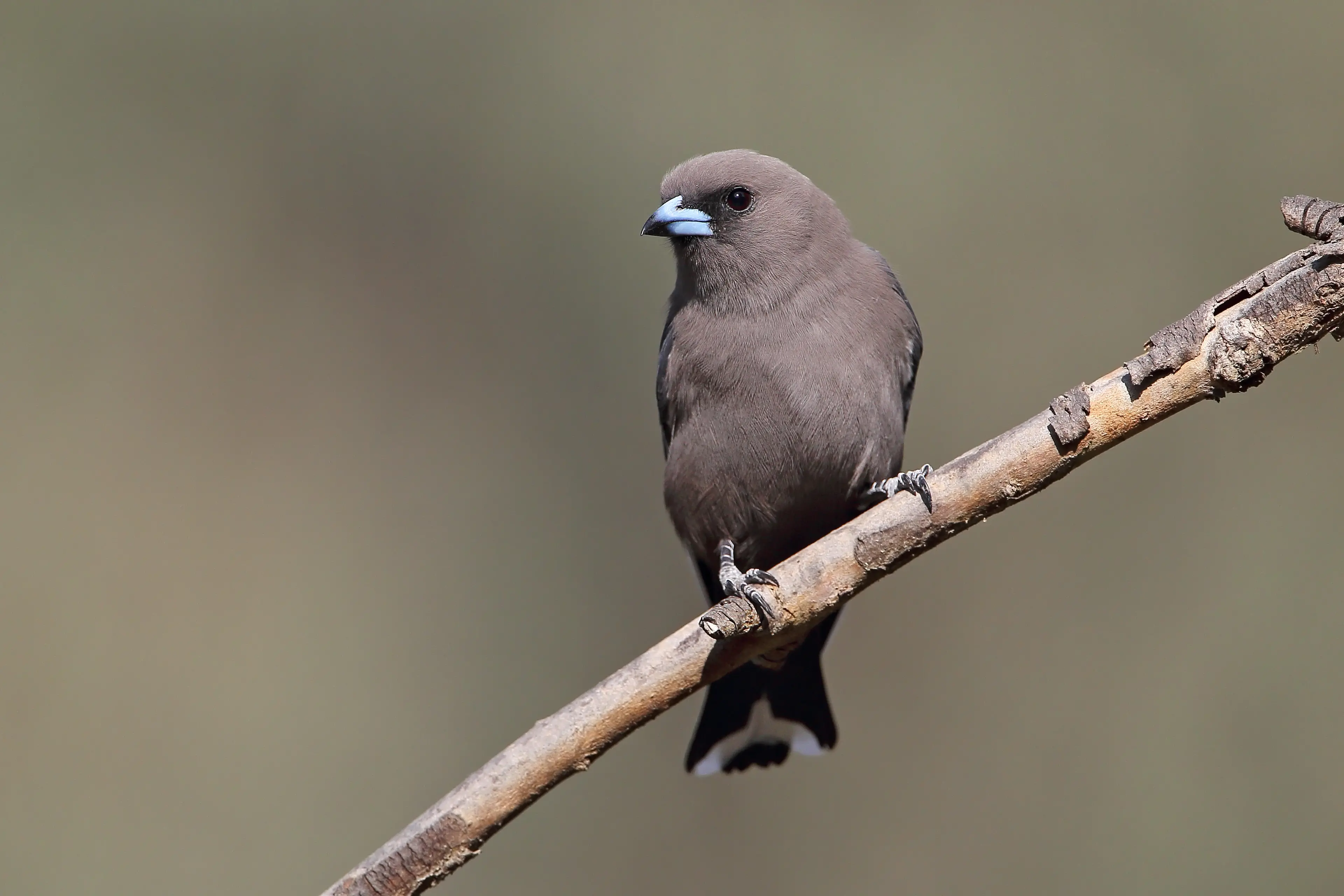 <p>PLUMAGE PROUD: Photo caption: Dusky Woodswallows can be curious birds and often allow a close approach. PHOTO: Chris Tzaros (Birds Bush and Beyond)</p>\\n