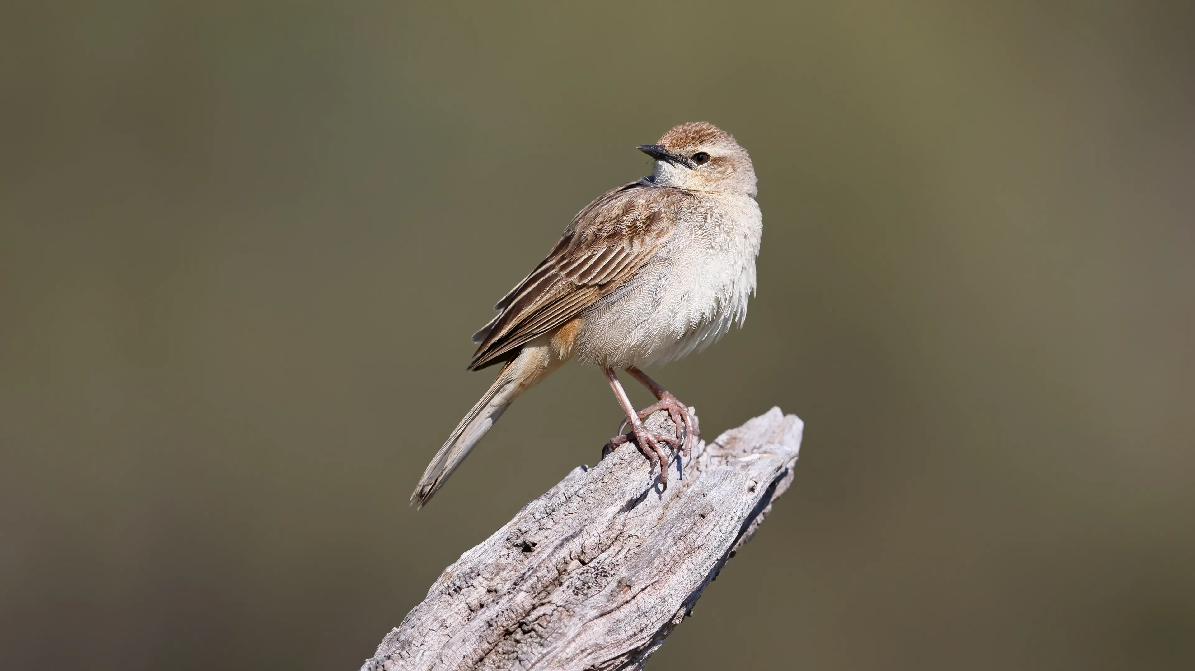 Rufous Songlarks bring their joyous music in spring