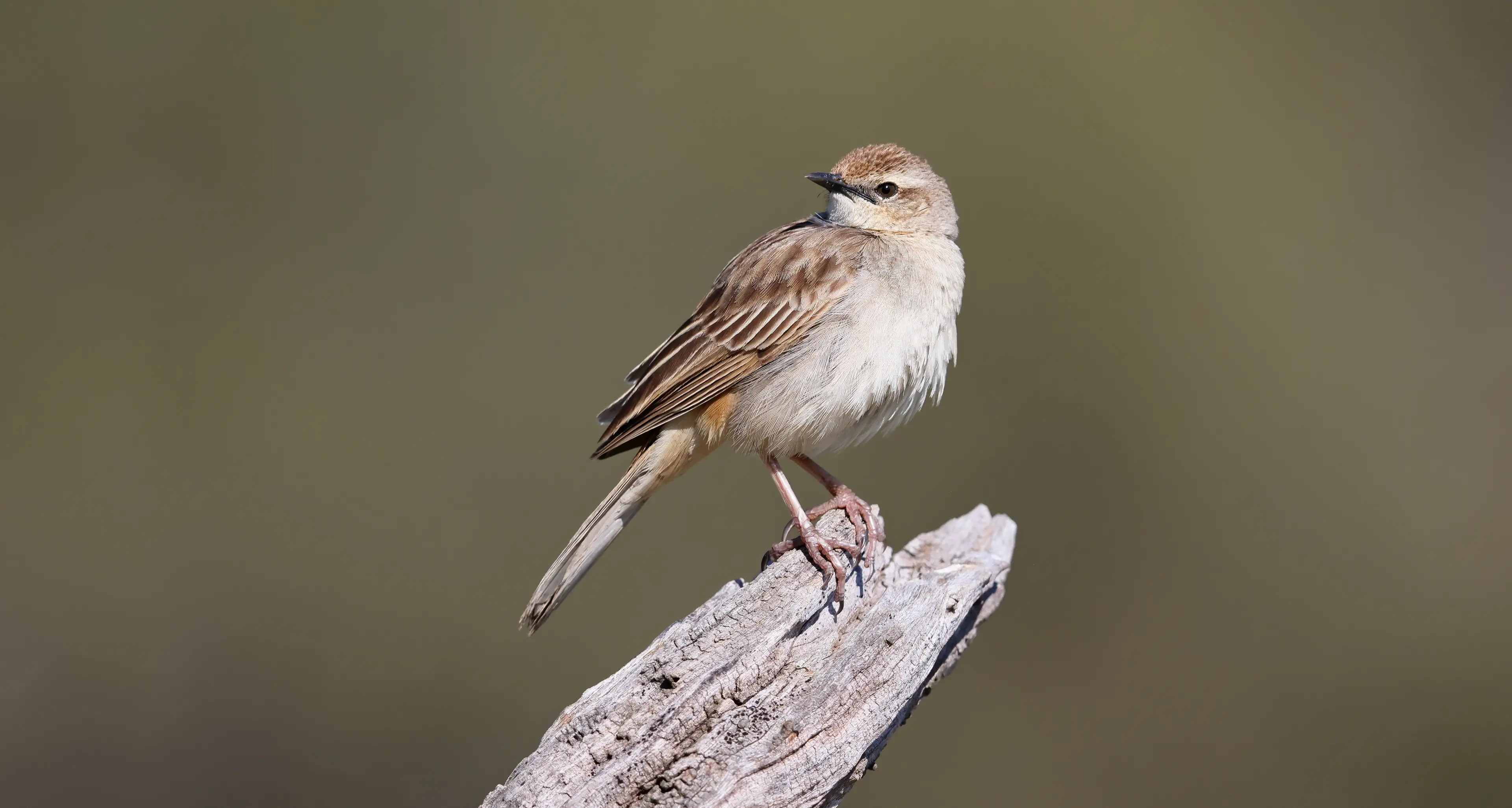 Rufous Songlarks bring their joyous music in spring