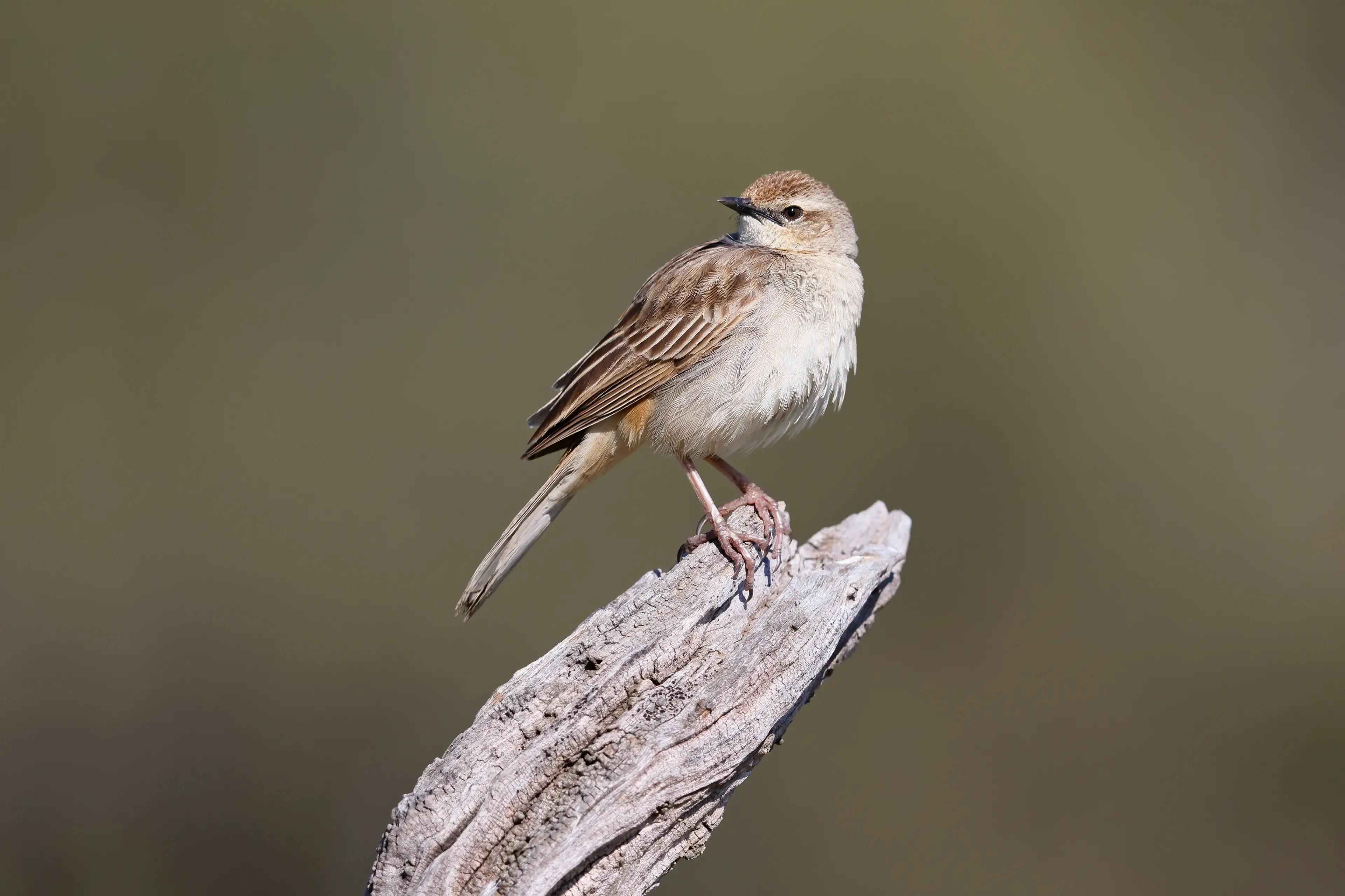 <p>MELODY MAKER: A Rufous Songlark perched on a stump. PHOTO: Chris Tzaros (Birds Bush and Beyond)</p>\\n