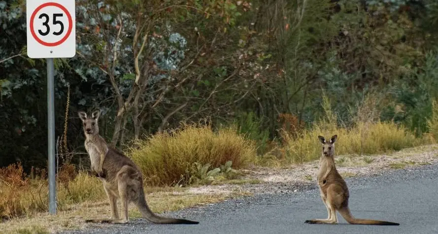 'Roos writing-off rate rises