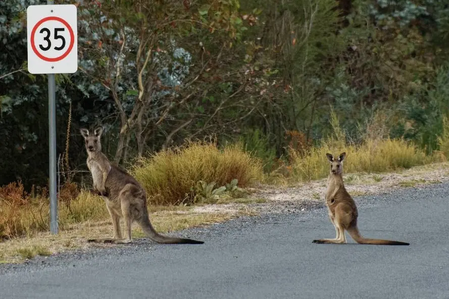 <p>DON\\'T SWERVE: Motorists have lodged almost 170 claims for collisions with kangaroos in the Wangaratta area over the past five years.</p>\\n