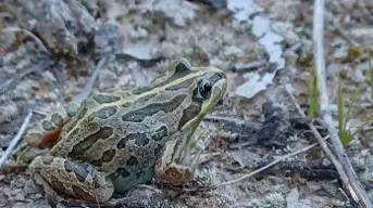 Workshop to help improve frog habitat