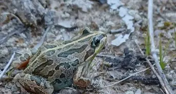 Workshop to help improve frog habitat