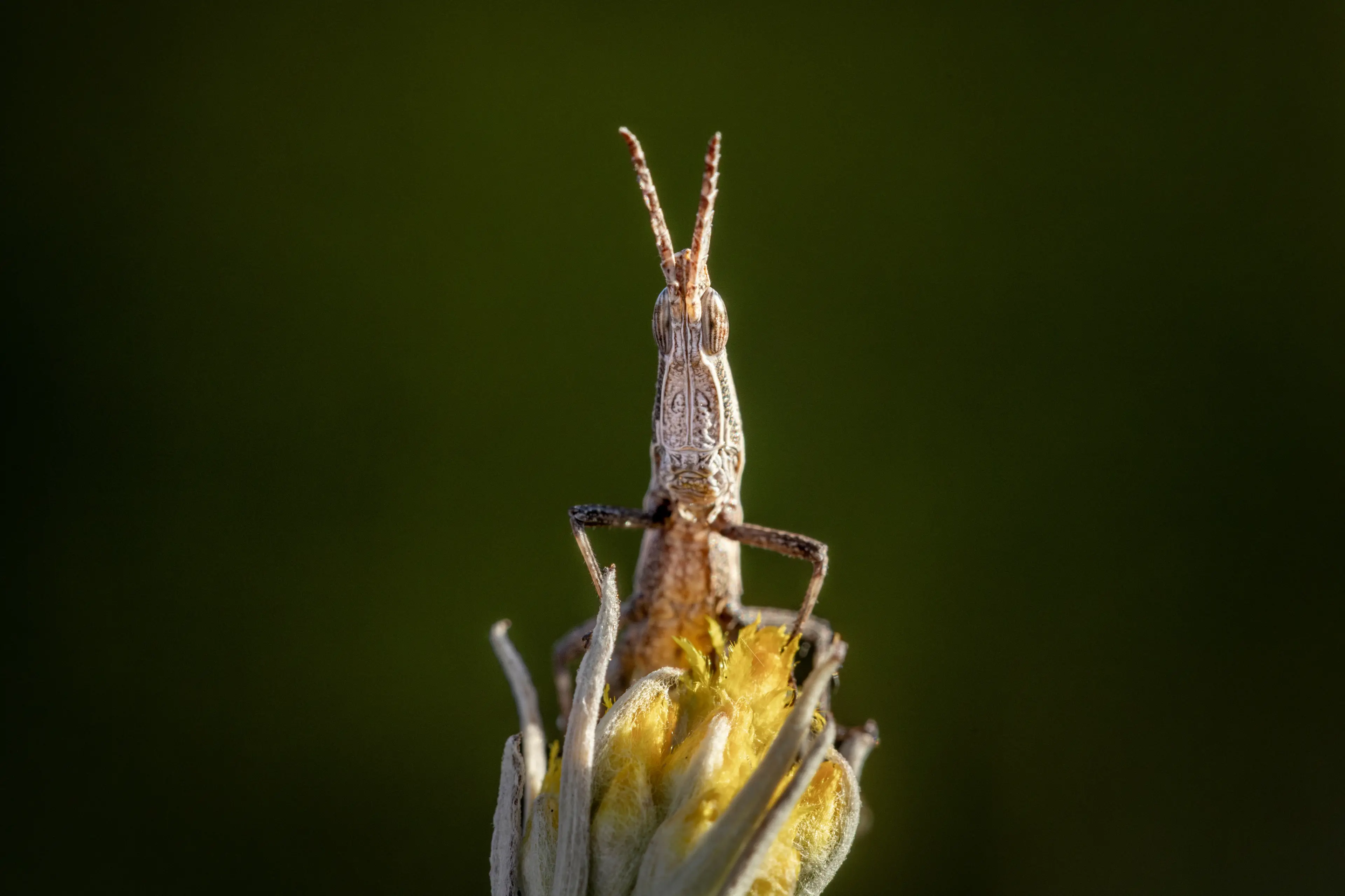 <p>SMALL SURVIVOR: Adult key\\'s matchstick grasshoppers are only about 18-25mm long and spend their entire lives within a few hundred metres of where they hatch. Conservationists are now seeking native daisy seed to help restore habitat for one of Victoria\\'s rarest insects.</p>\\n