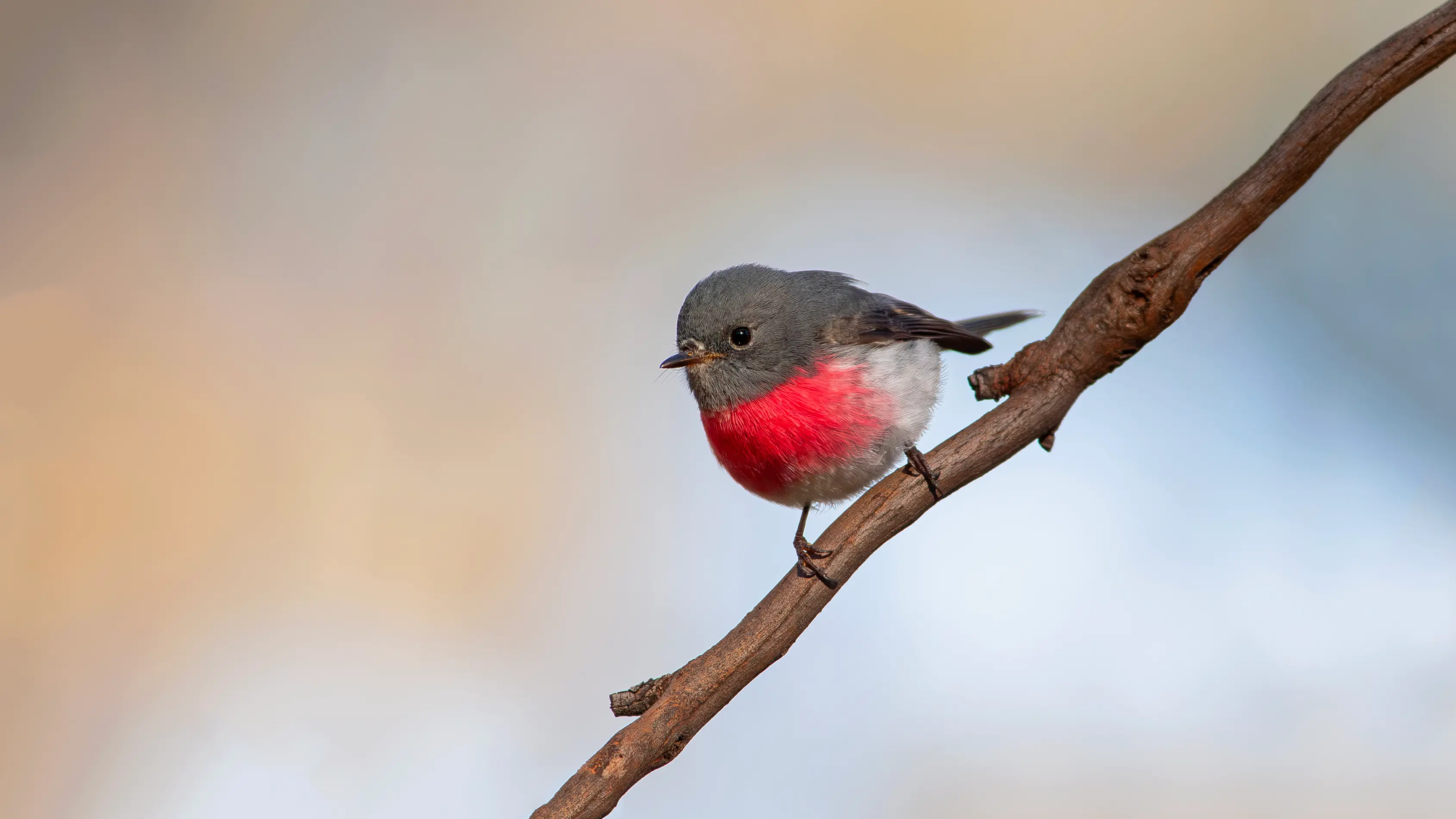 Delightful and delicate – The Rose Robin