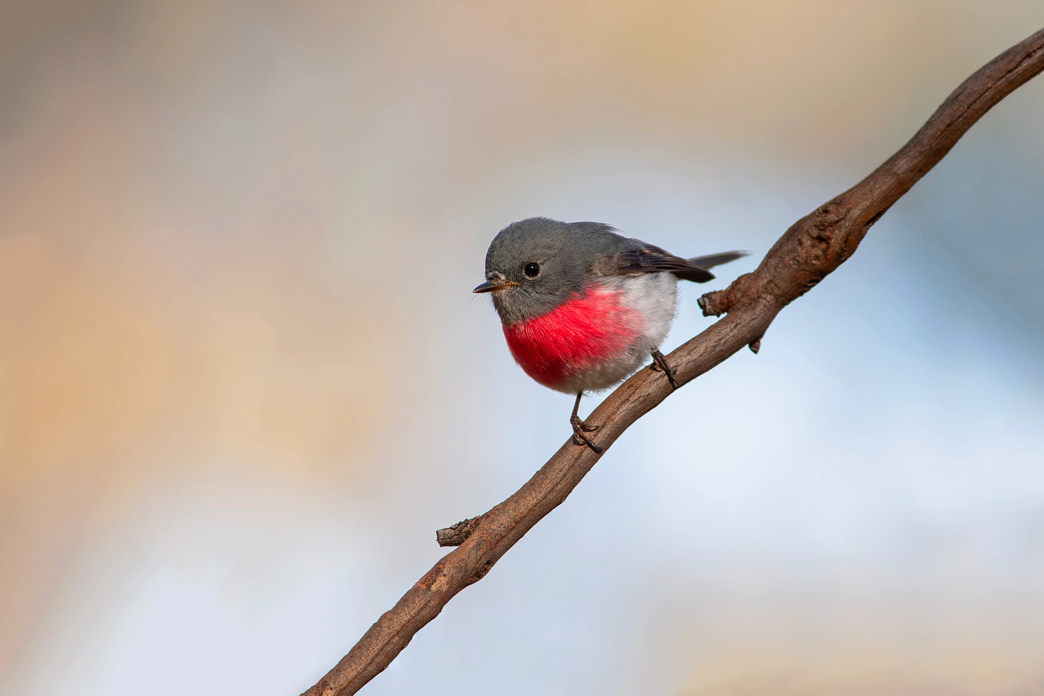 <p>A RARE TREAT: A splendid male Rose Robin pauses momentarily on a perch. PHOTO: Chris Tzaros (Birds Bush and Beyond)</p>\\n