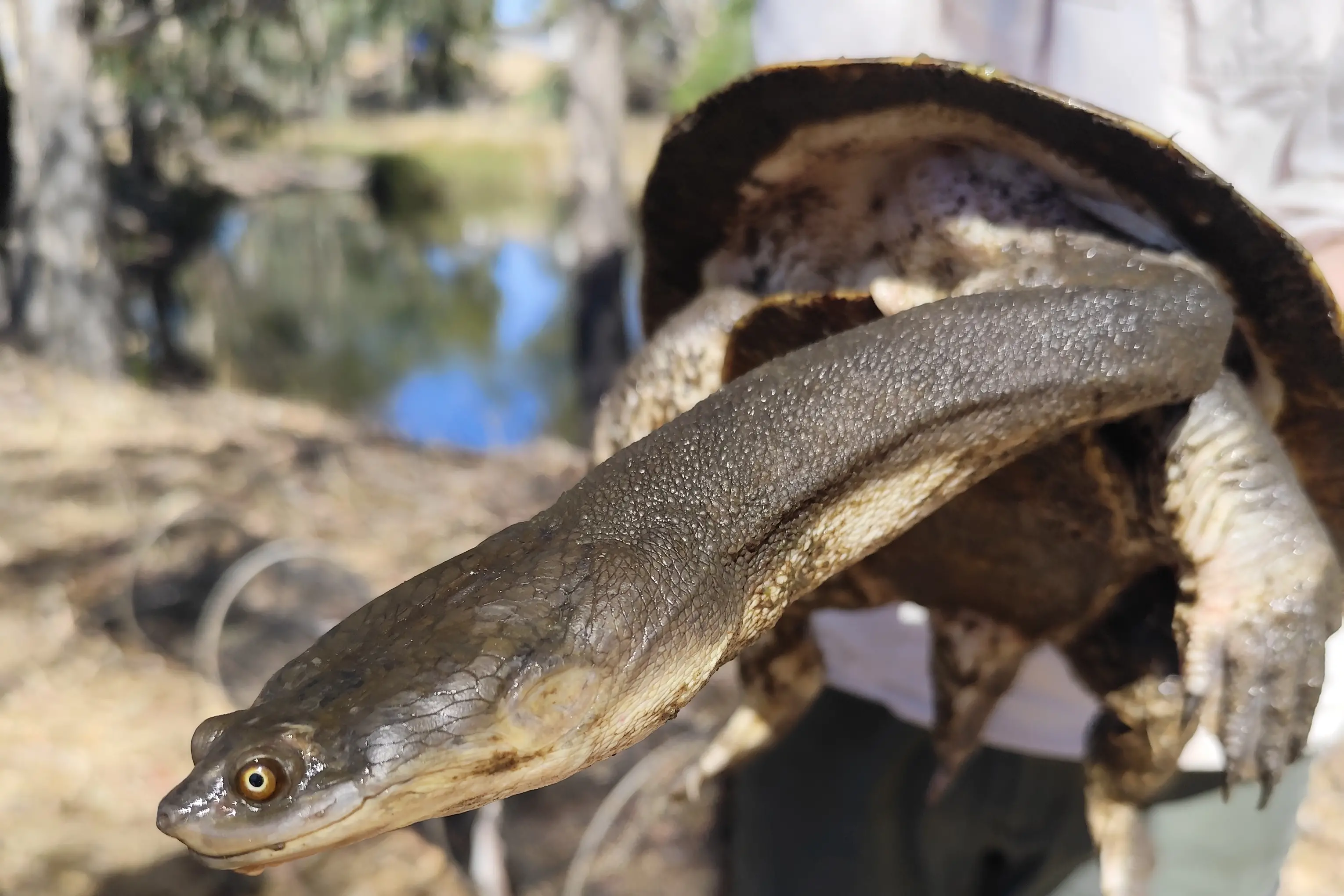 Local researcher calls on Wangaratta to help protect freshwater turtles