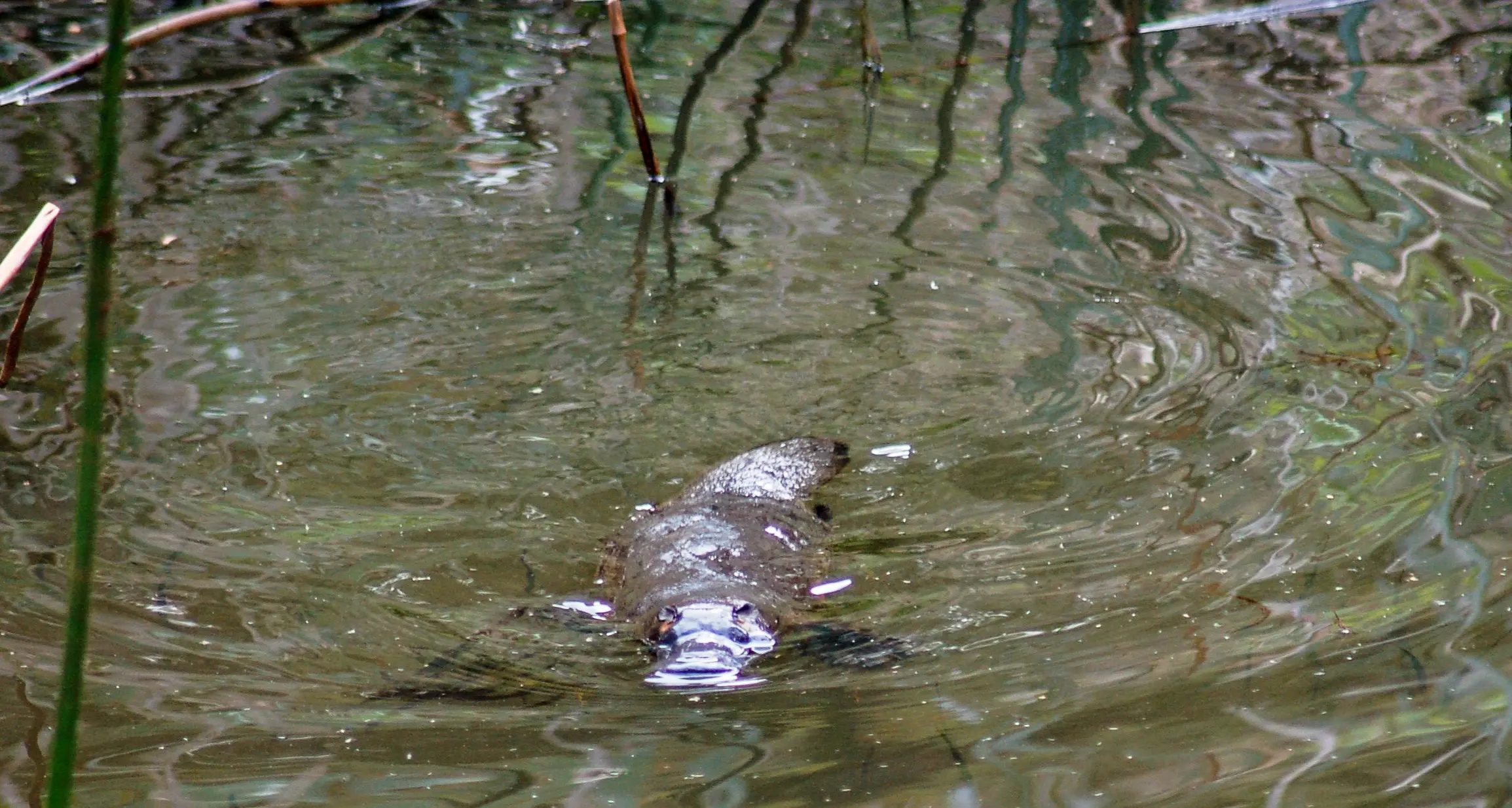 Chasing platypus: survey of the Ovens catchment begins