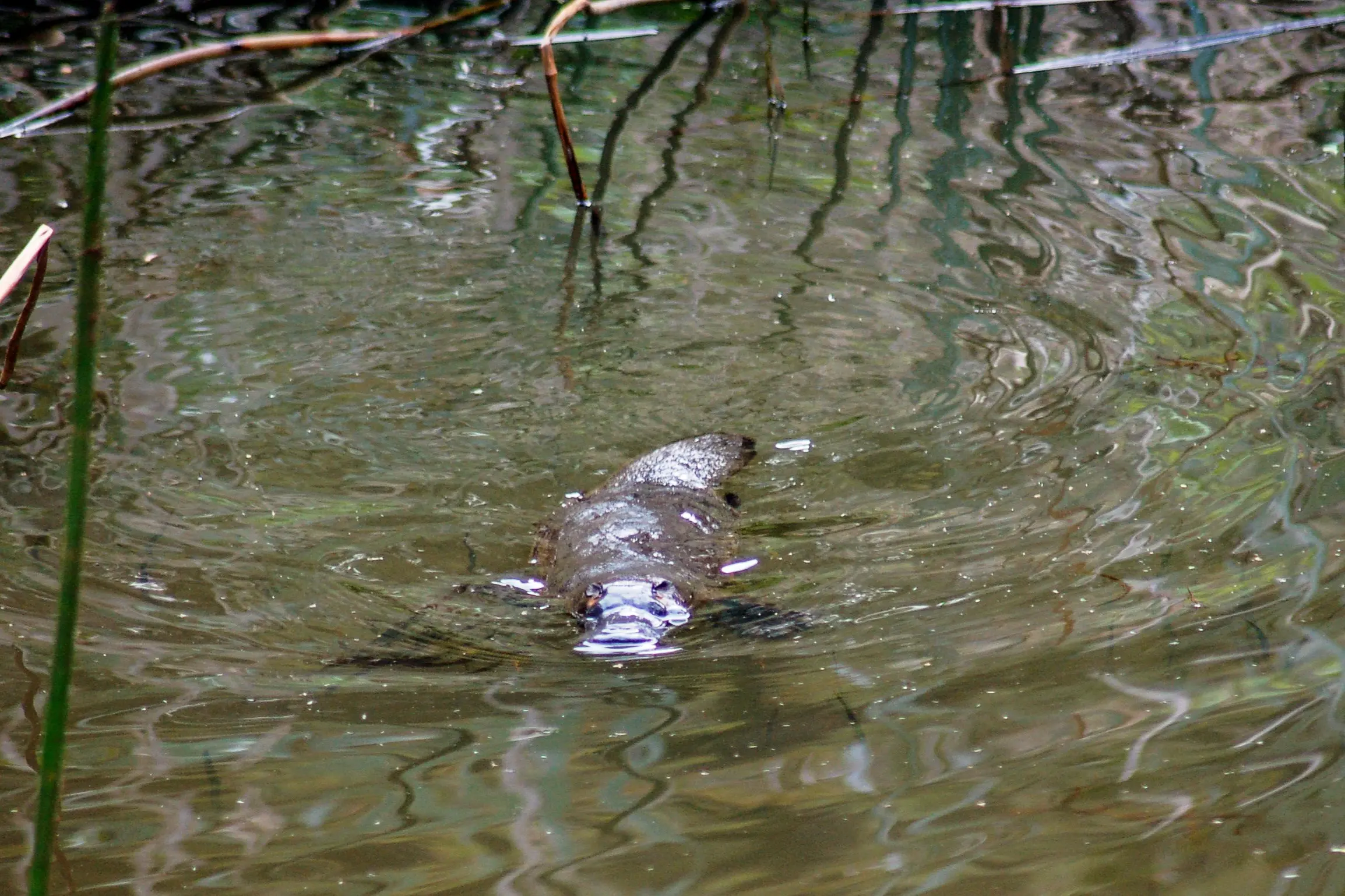 <p>PLATYPUS PROJECT: Community members can attend a free workshop in Wangaratta this Saturday to be part of a project to help gather data on platypus populations in the Ovens catchment. PHOTO: Ovens Landcare Network Inc.</p>\\n