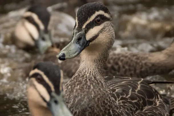 <p>COUNT IS ON: Victoria\\'s game duck population, including species such as these black ducks, will be target of a statewide aerial survey next month.</p>\\n