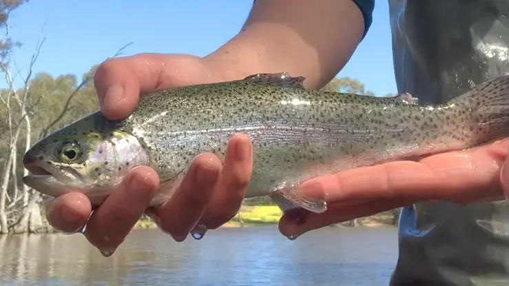 Trout stocked for family fun these school holidays