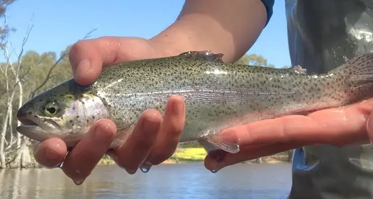 Trout stocked for family fun these school holidays