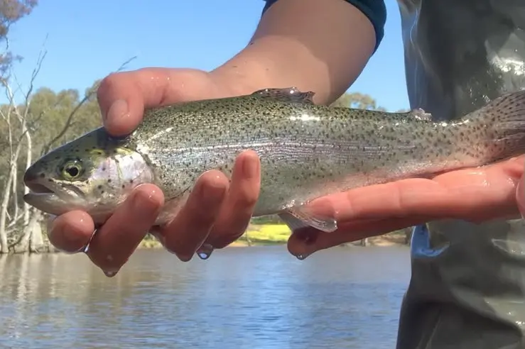 <p>READY TO CATCH: Some 800 rainbow trout have been stocked in Glenrowan Recreational Reserve Lake for the school holidays. PHOTO: VFA</p>\\n
