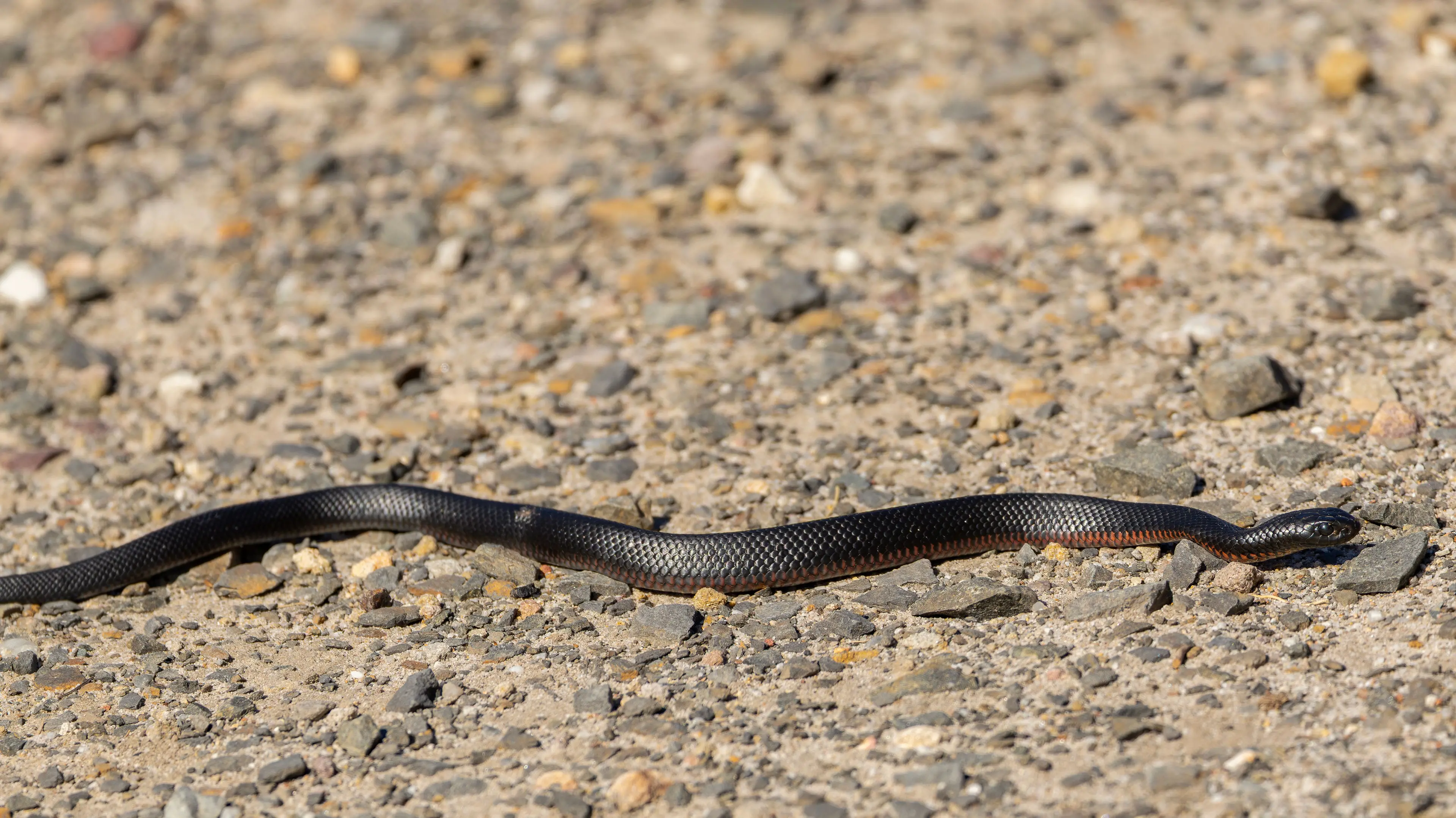 Call for caution as snakes spring into action