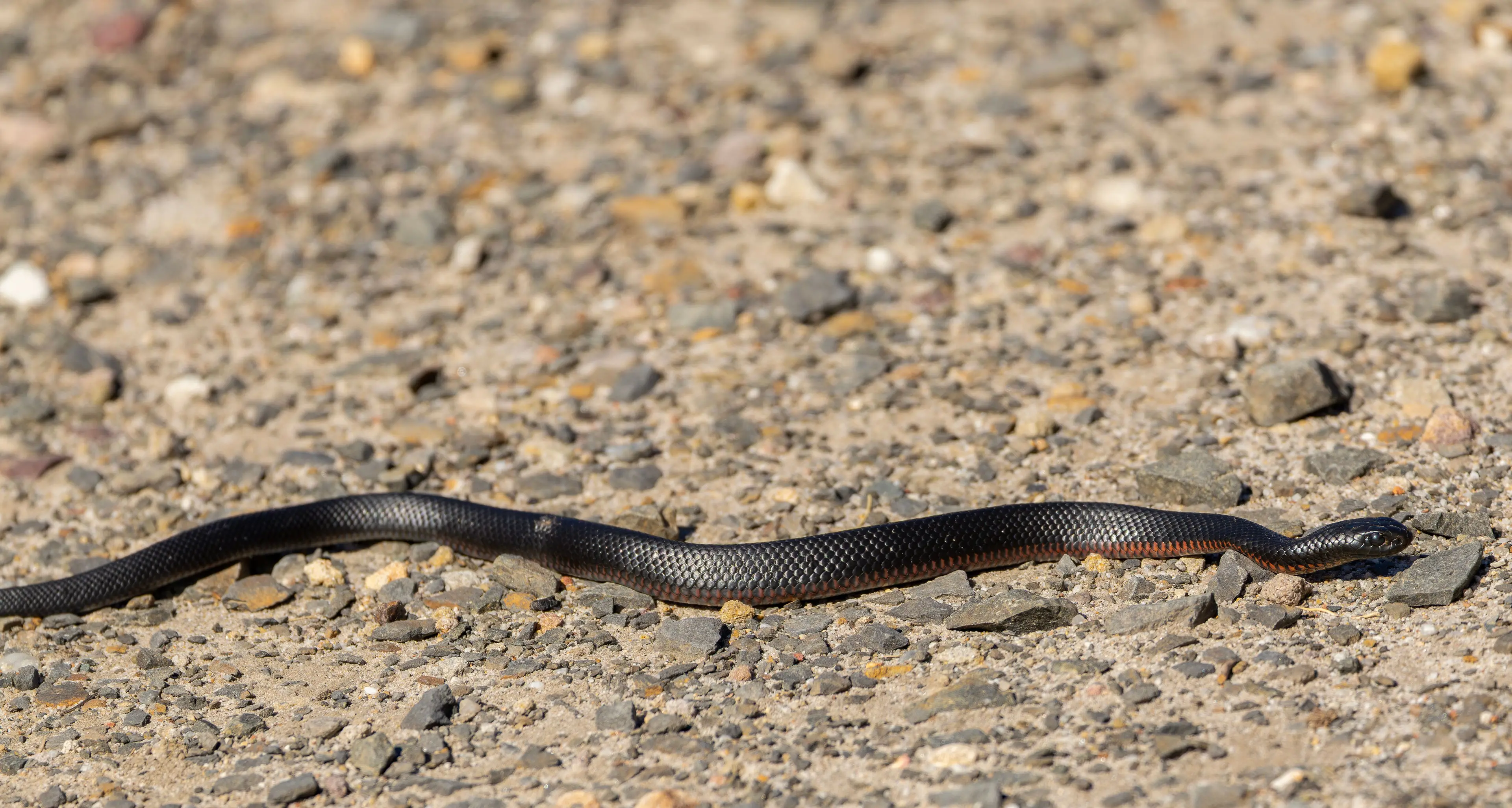 Call for caution as snakes spring into action
