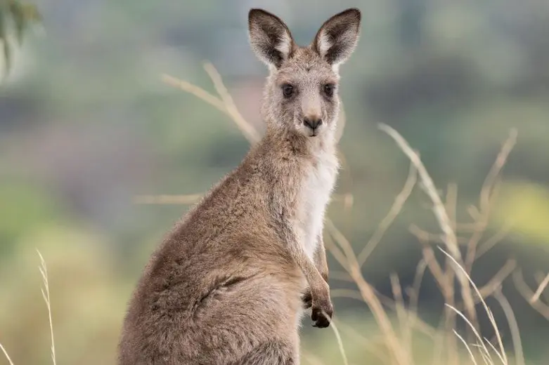 <p>HOW MANY?: Helicopters are buzzing the state to help count Eastern Grey kangaroo populations. PHOTO: The Australian Musuem</p>\\n