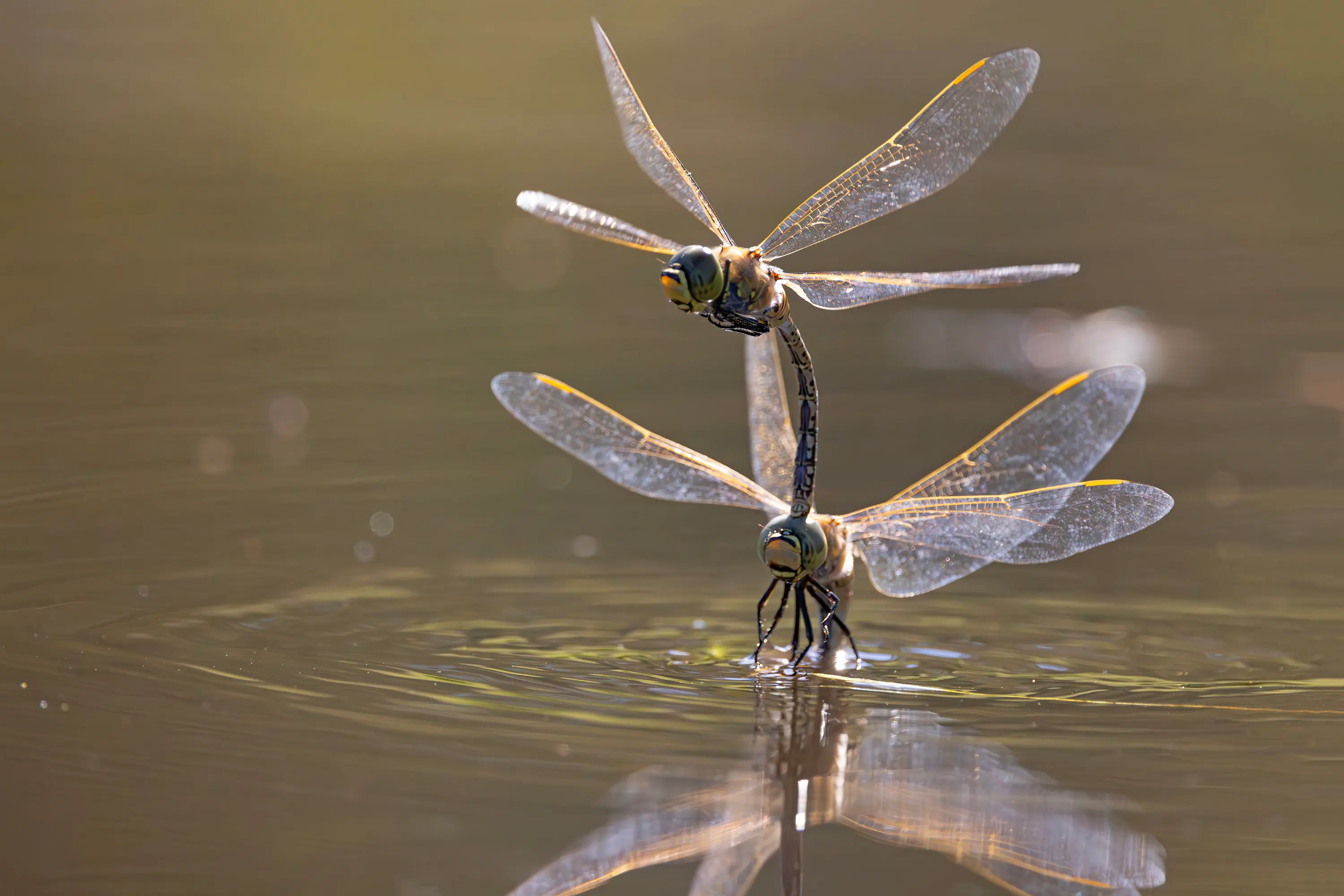 <p>THE CIRCLE OF LIFE: - A pair of Australian Emperor Dragonflies forming a mating wheel. PHOTO: Chris Tzaros (Birds Bush and Beyond)</p>\\n