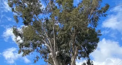 Role of trees in mitigating Green House Gas (GHG) emissions