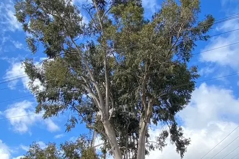 <p>THE GIFT THAT KEEPS ON GIVING: A large tree can capture 10 tonnes of CO2 and also provide shade for residents and habitat for native species.</p>\\n