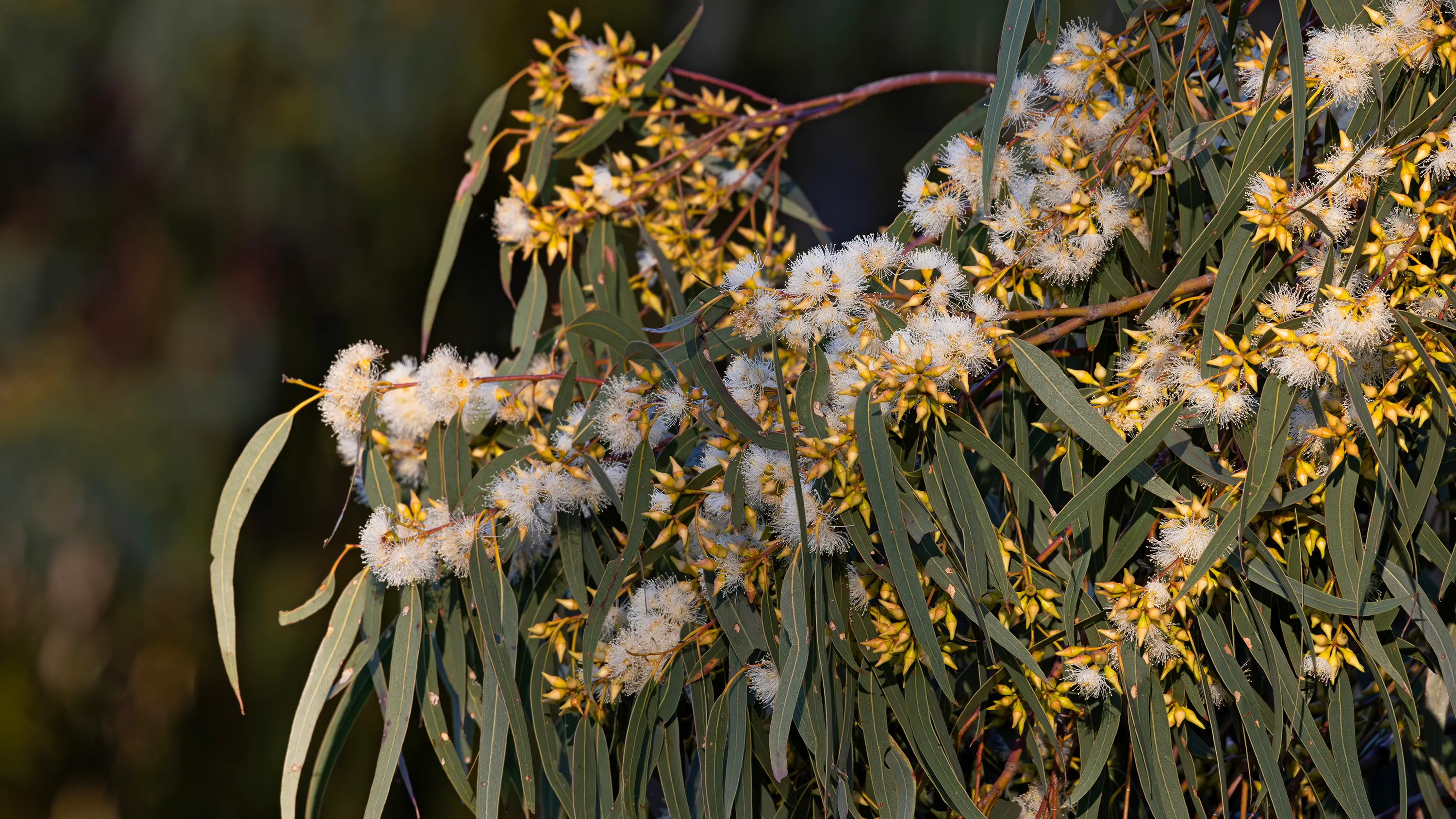 Blakely’s Red Gum – an attractive local gum tree