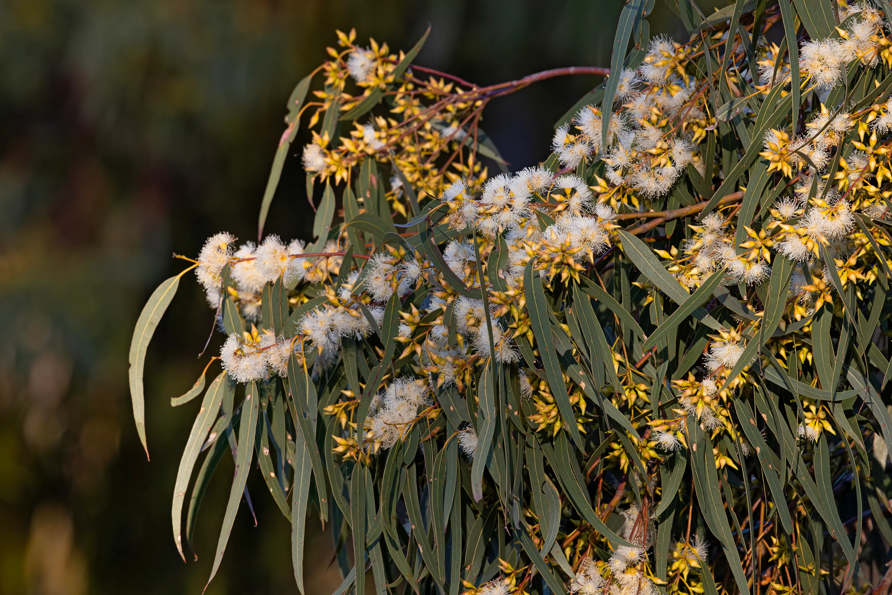 <p>LOVELY AND LOCAL: The nectar-rich blossom of the Blakely\\u2019s Red Gum. PHOTO: Chris Tzaros (Birds Bush and Beyond)</p>\\n