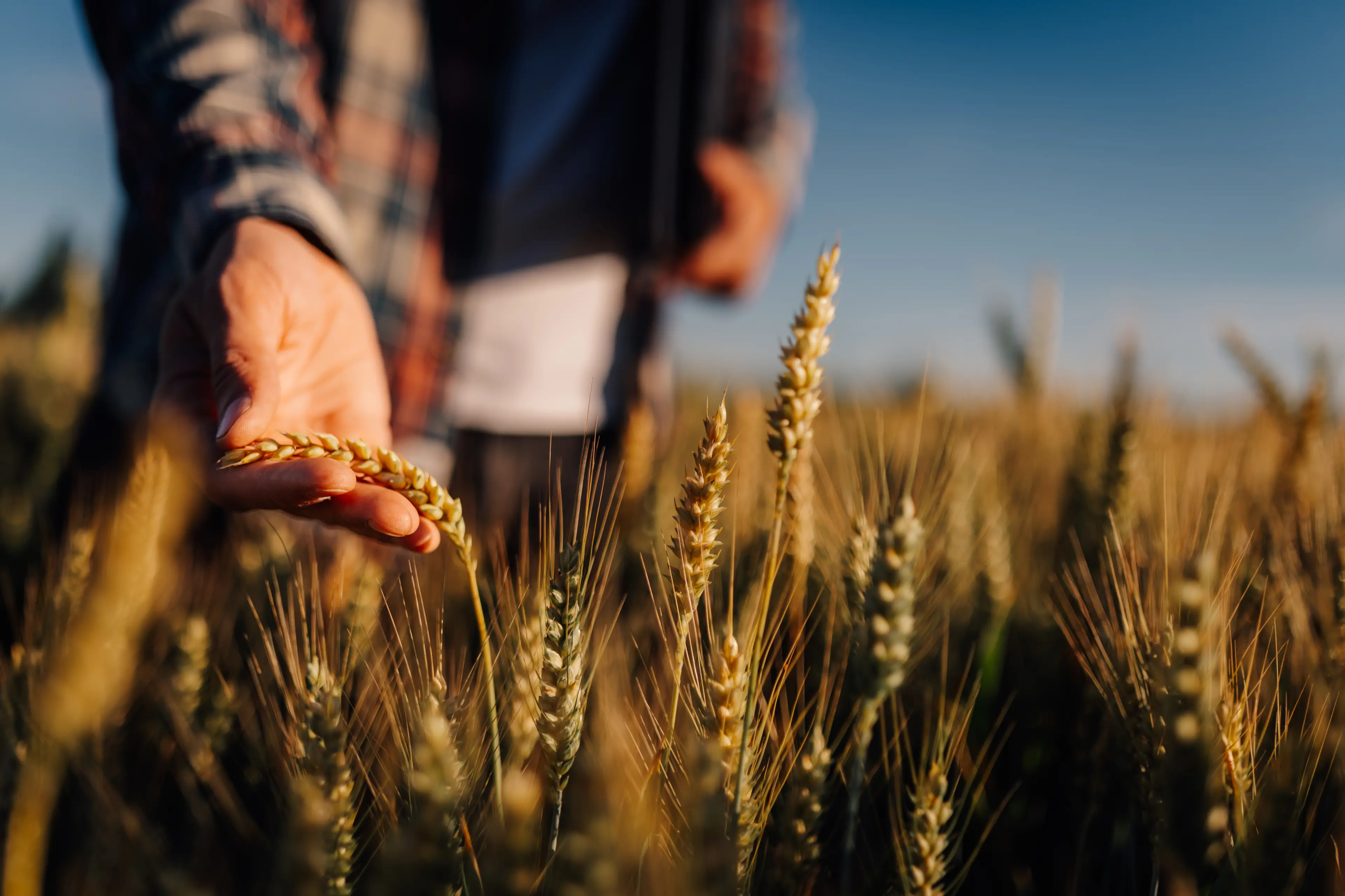 <p>HEALTHY CROP: Farmers have had mixed results across Victoria and the government is continuing its drought support. IMAGE: Ljustina/Adobe Stock</p>\\n