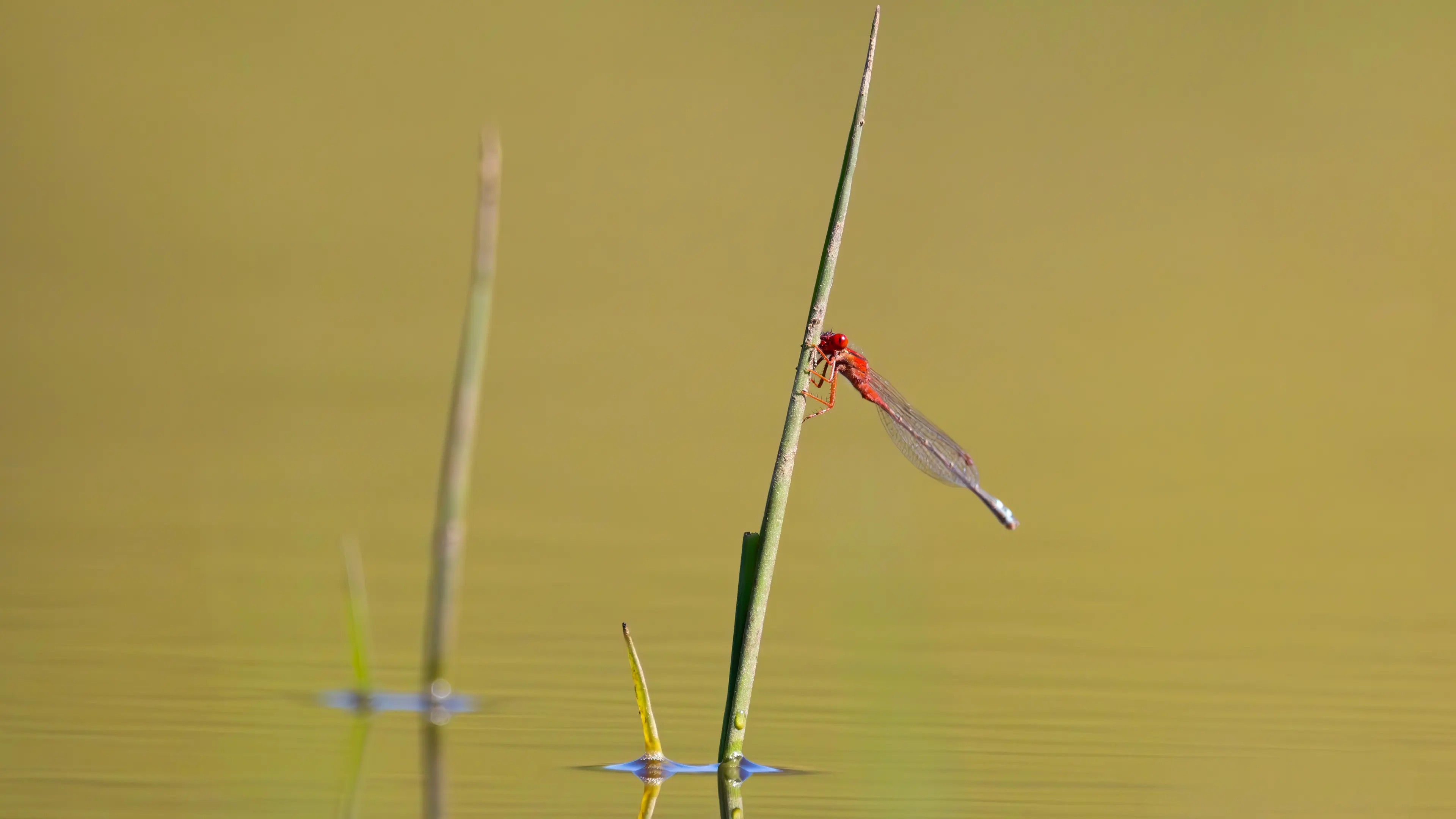 Delicate Damselflies