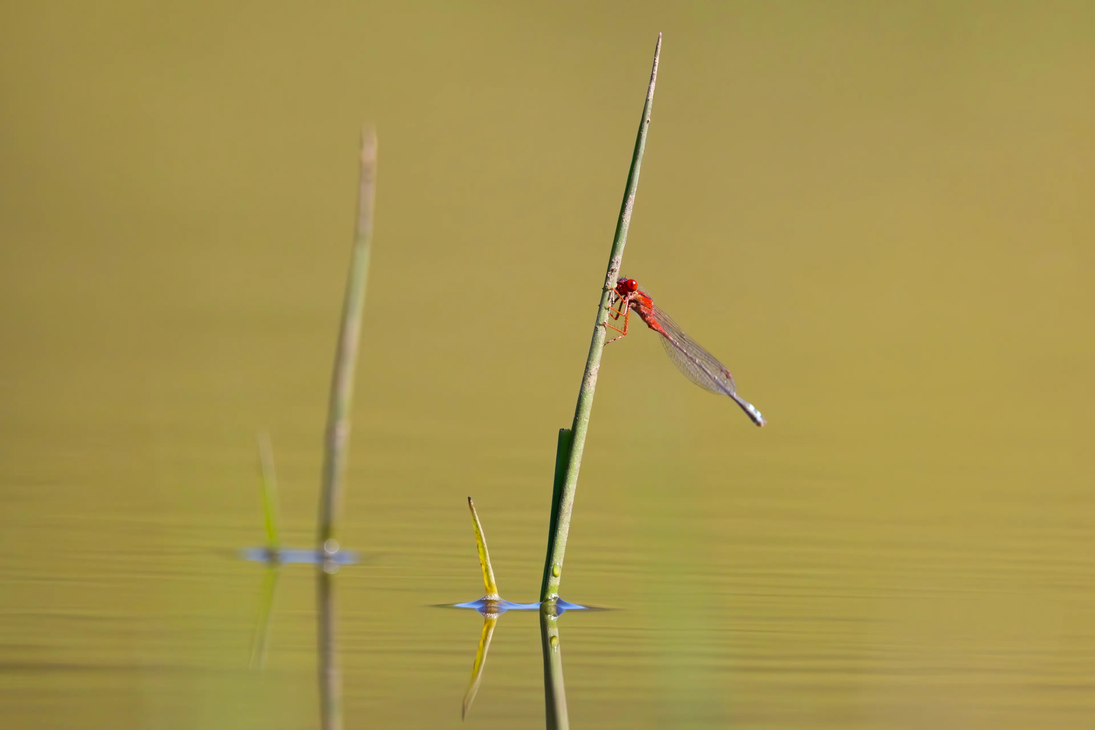 <p>LADY IN RED: A Red-blue Damselfly resting on a reed at a wetland. PHOTO: Chris Tzaros (Birds Bush and Beyond)</p>\\n