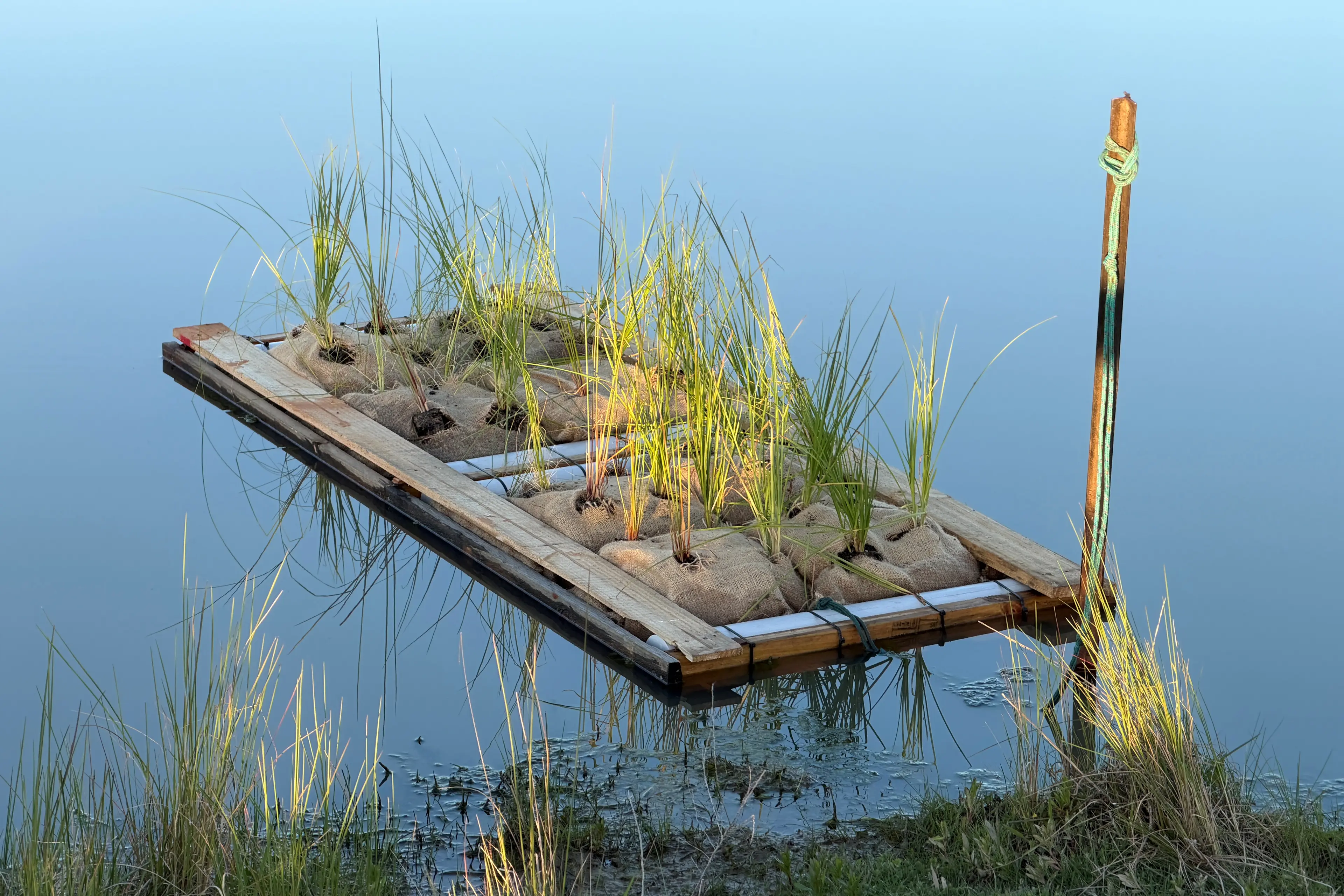 <p>IMPROVING HABITAT: Funding received by Wangaratta Landcare and Sustainability is set to support its aquatic plant floating island project, to improve the overall habitat in the Mullinmur Billabong for native fish and turtles.</p>\\n